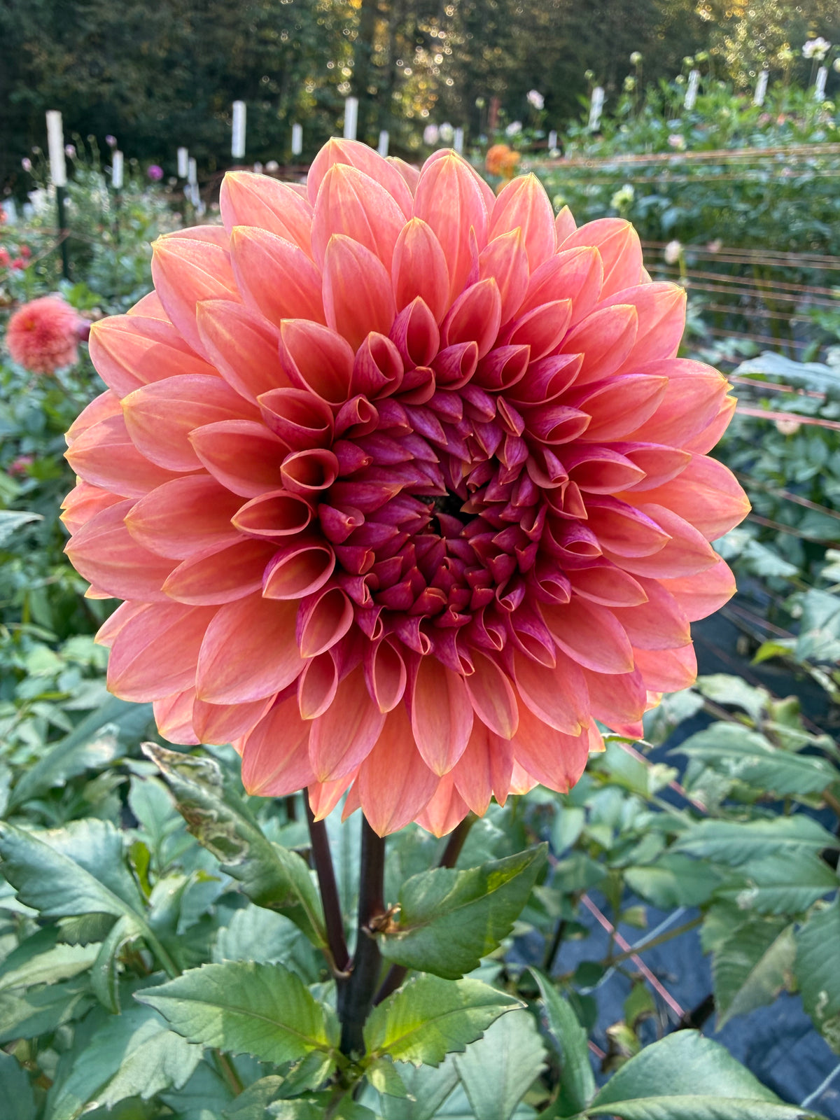 Sweet Sanne Dahlia Tuber
