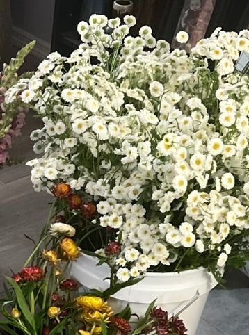 Bucket of Blooms - Filler/Secondary Flowers