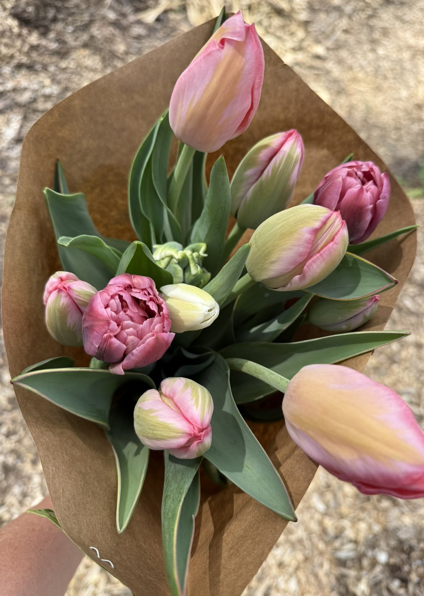 CSA Tulip Weekly Flower Subscription & Delivery