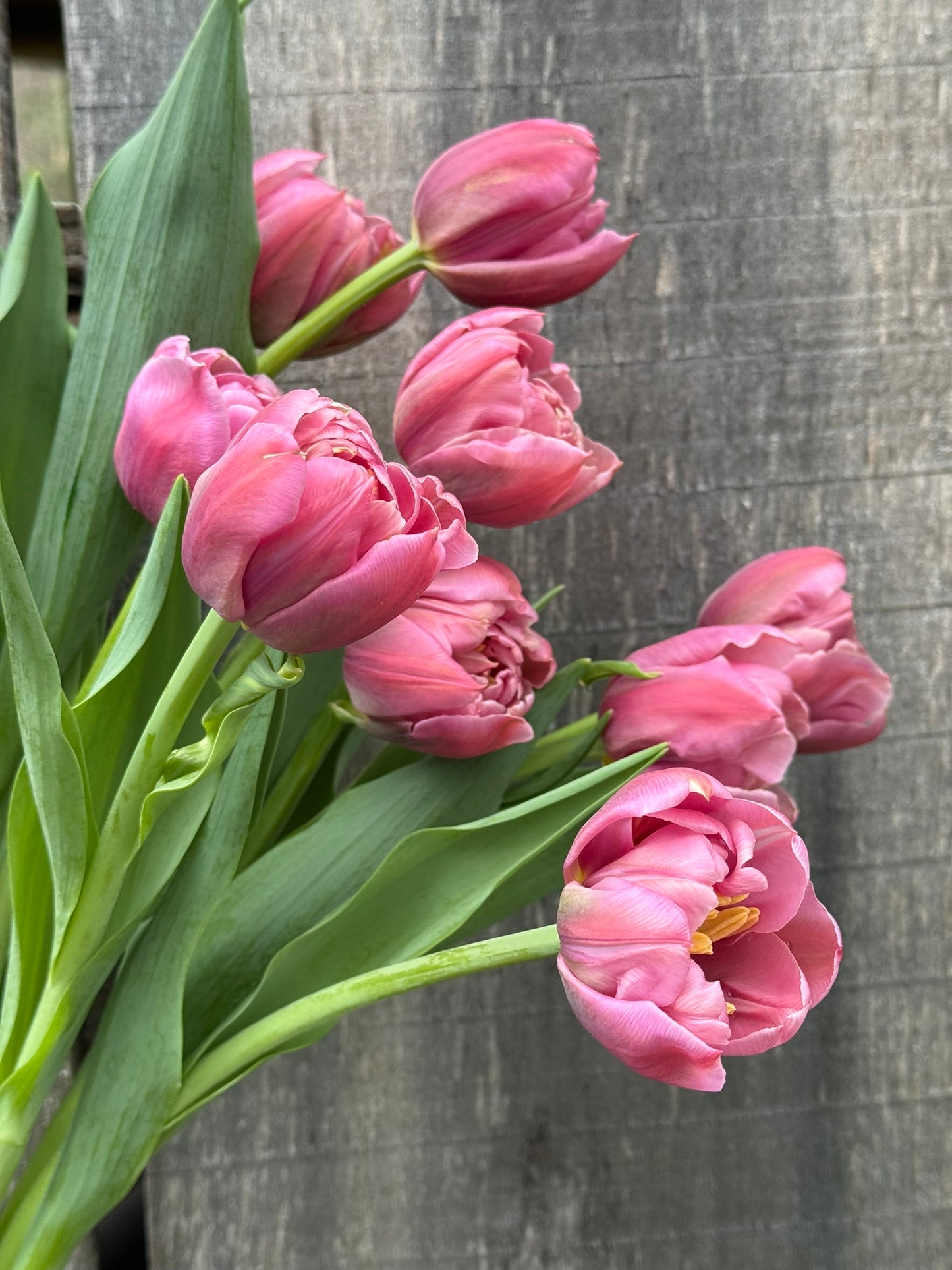 CSA Tulip Weekly Flower Subscription & Delivery