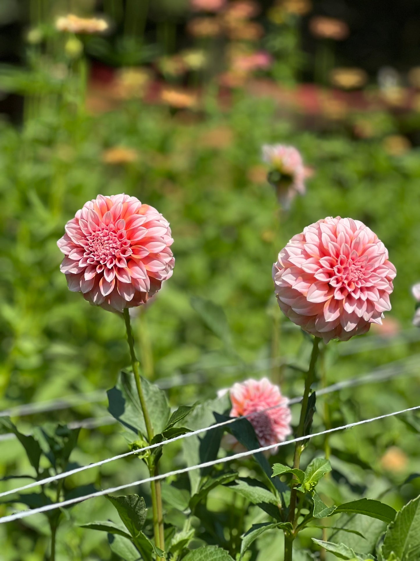Peaches N' Cream Dahlia Tuber