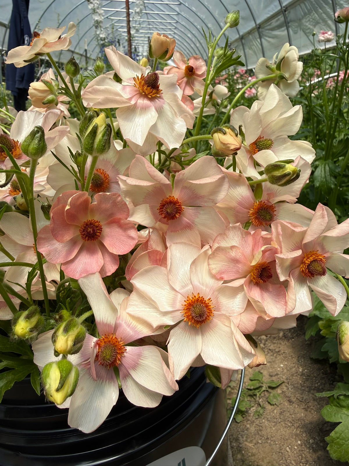 Butterfly Ranunculus Corms