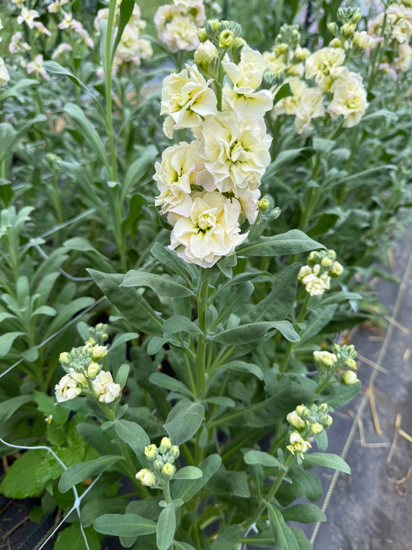 Rainbow Quartet Stock Seed 500 Count