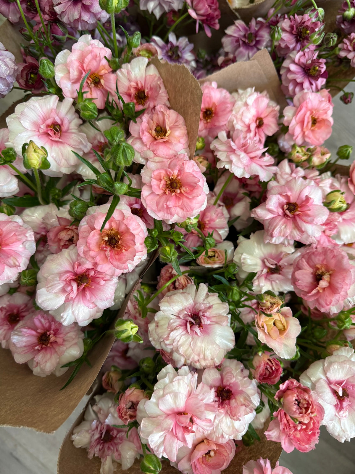Butterfly Ranunculus Corms