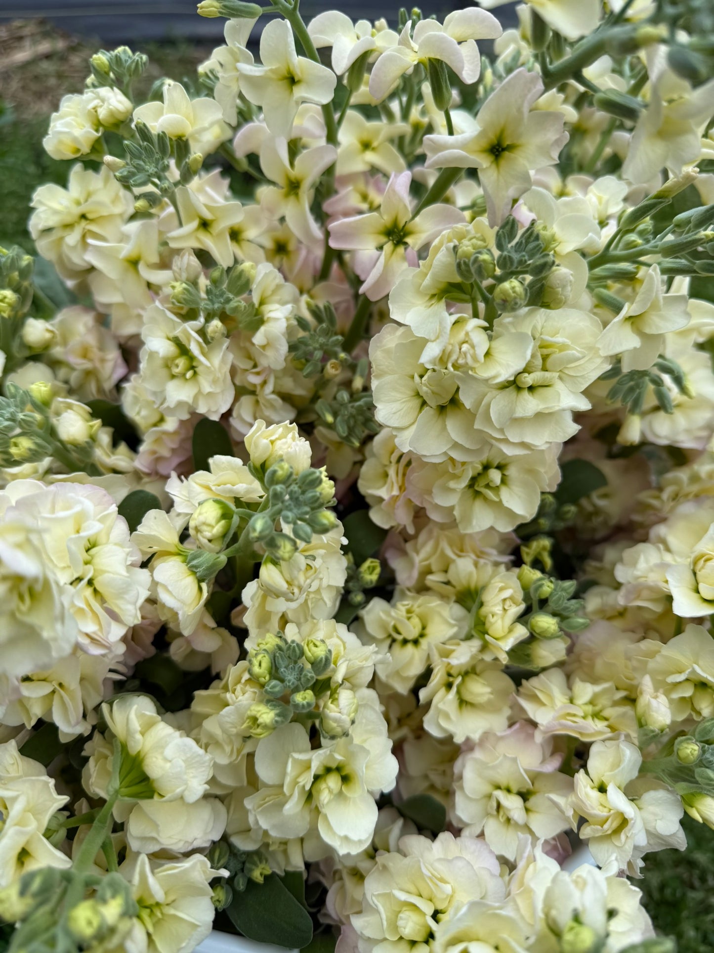 Rainbow Quartet Stock Seed 500 Count