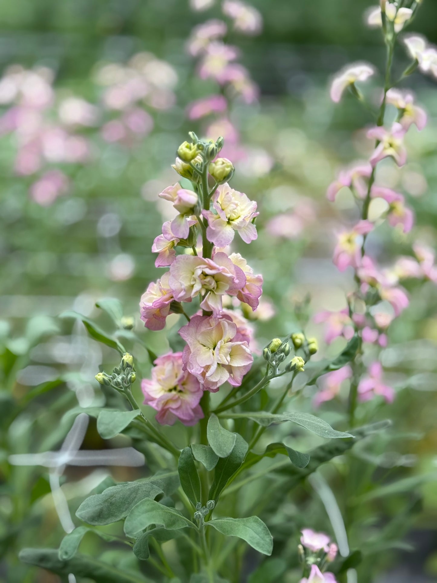 Rainbow Quartet Stock Seed 500 Count