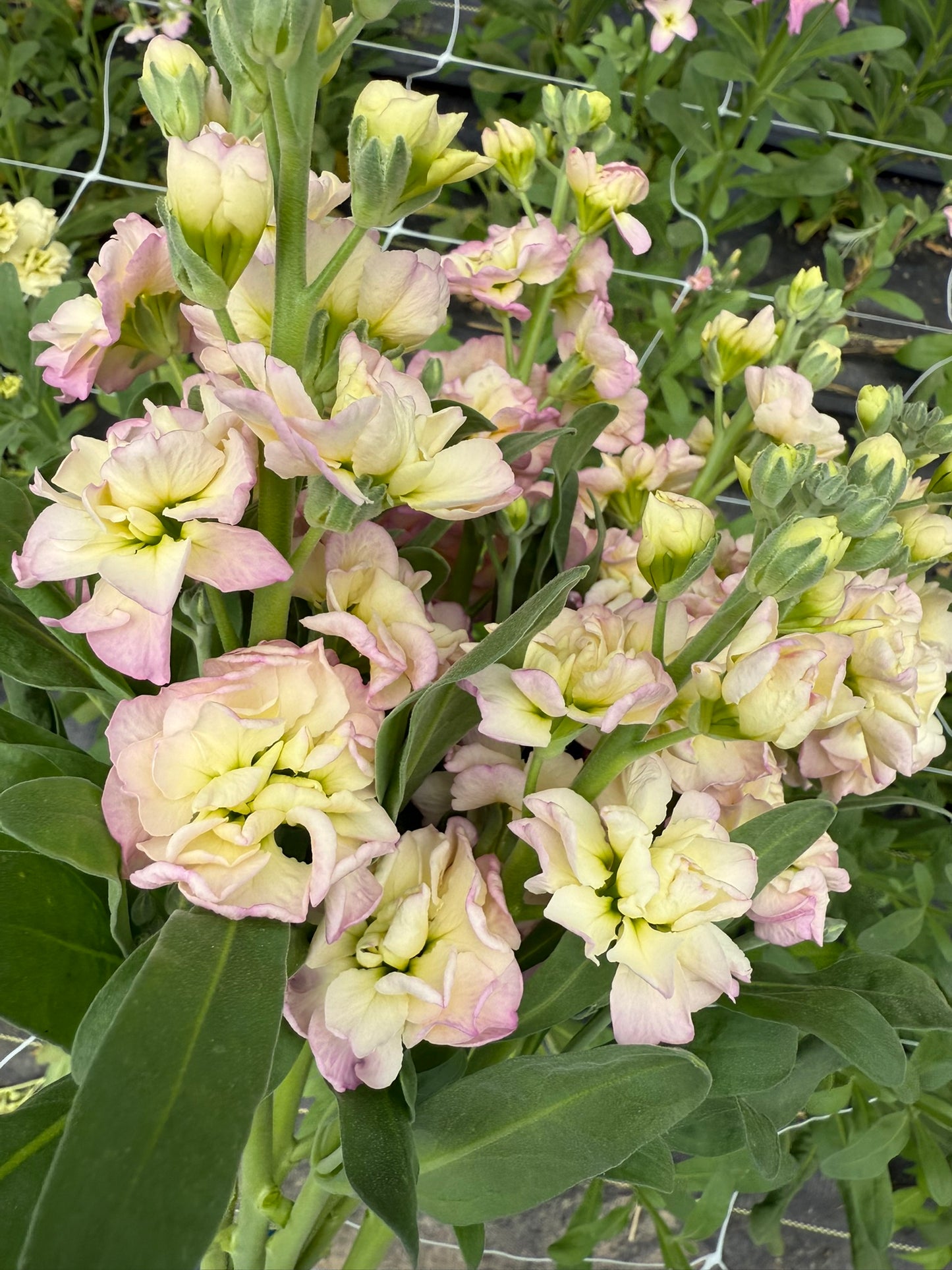 Rainbow Quartet Stock Seed 500 Count