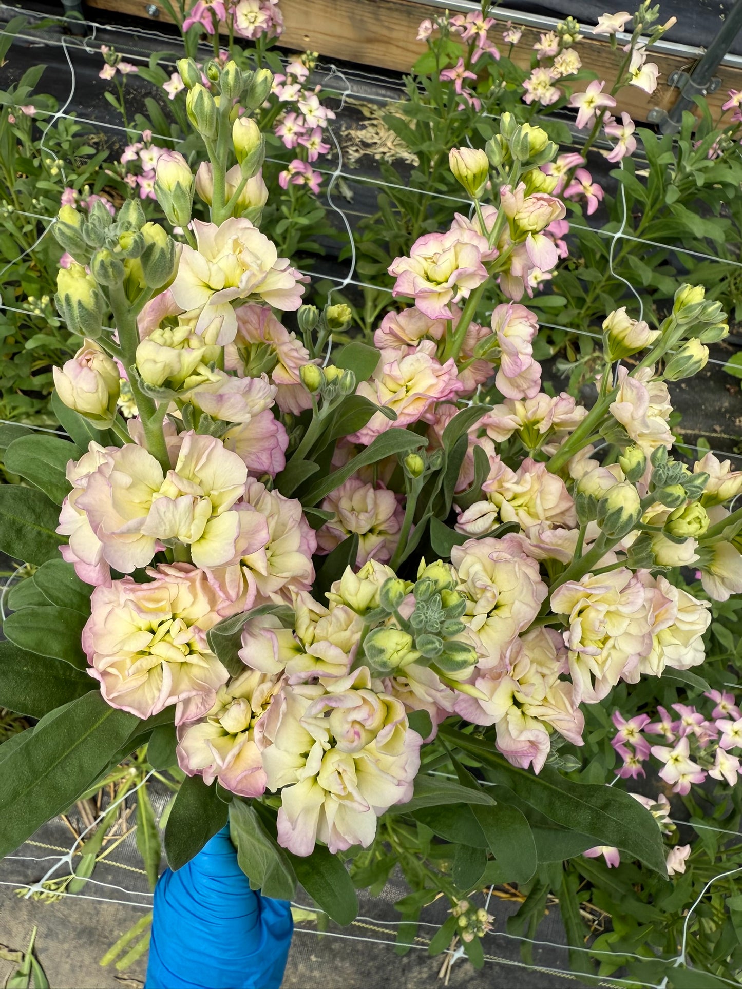 Rainbow Quartet Stock Seed