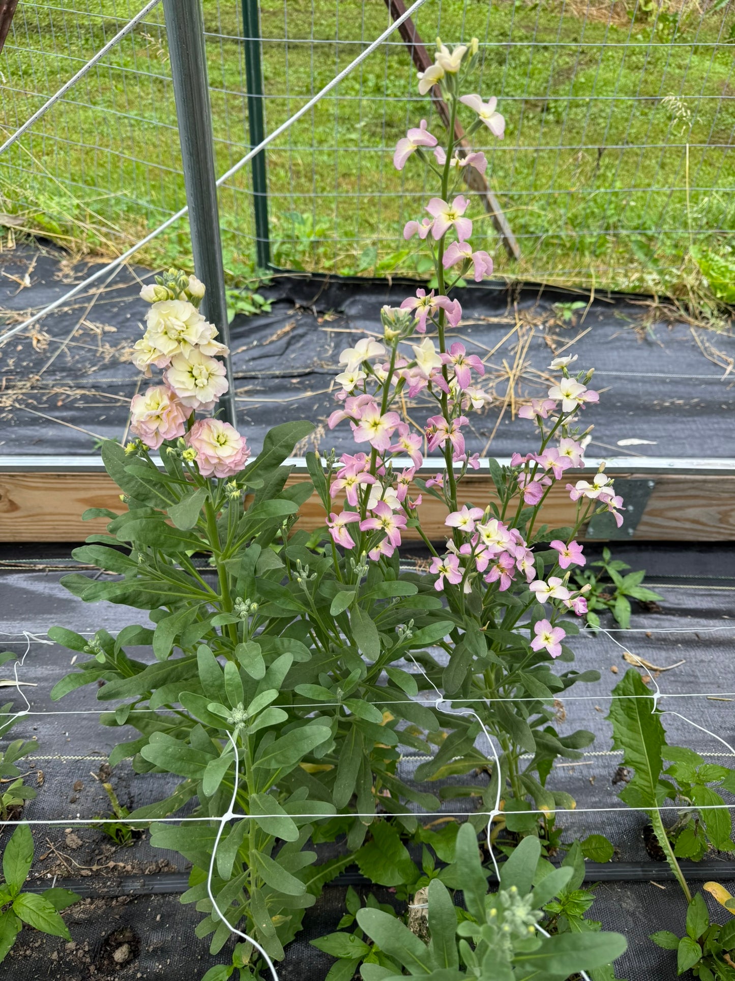 Rainbow Quartet Stock Seed 500 Count