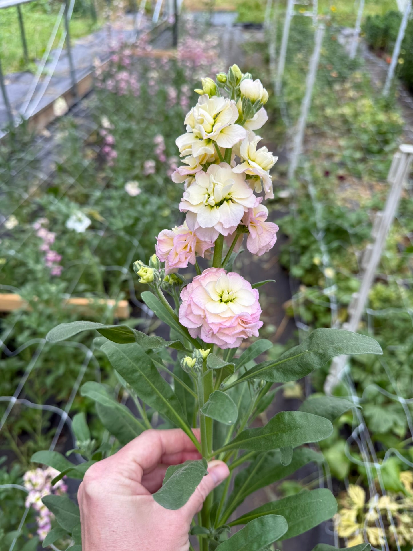 Rainbow Quartet Stock Seed 500 Count