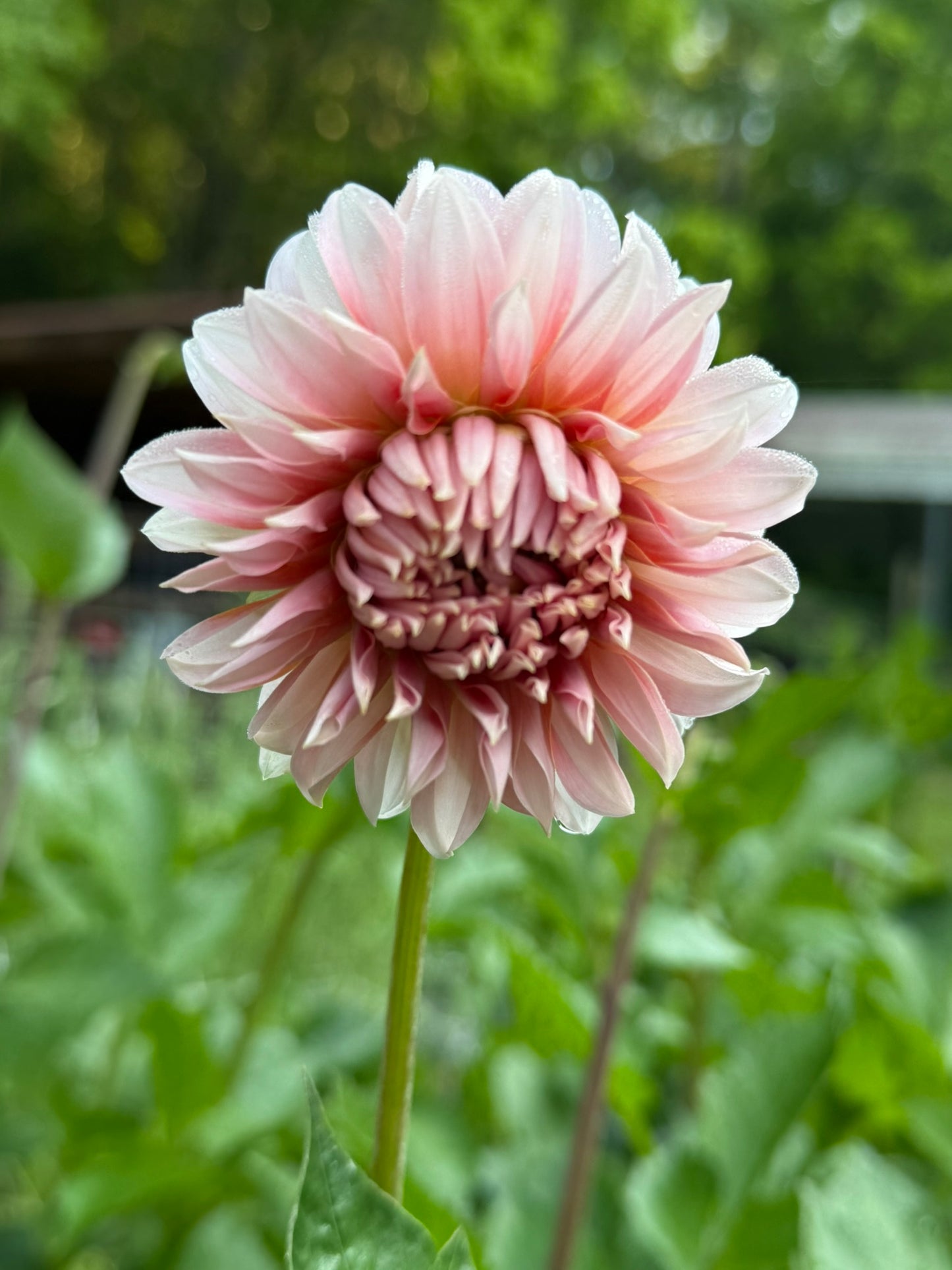 Lee's Two Step Dahlia Tuber