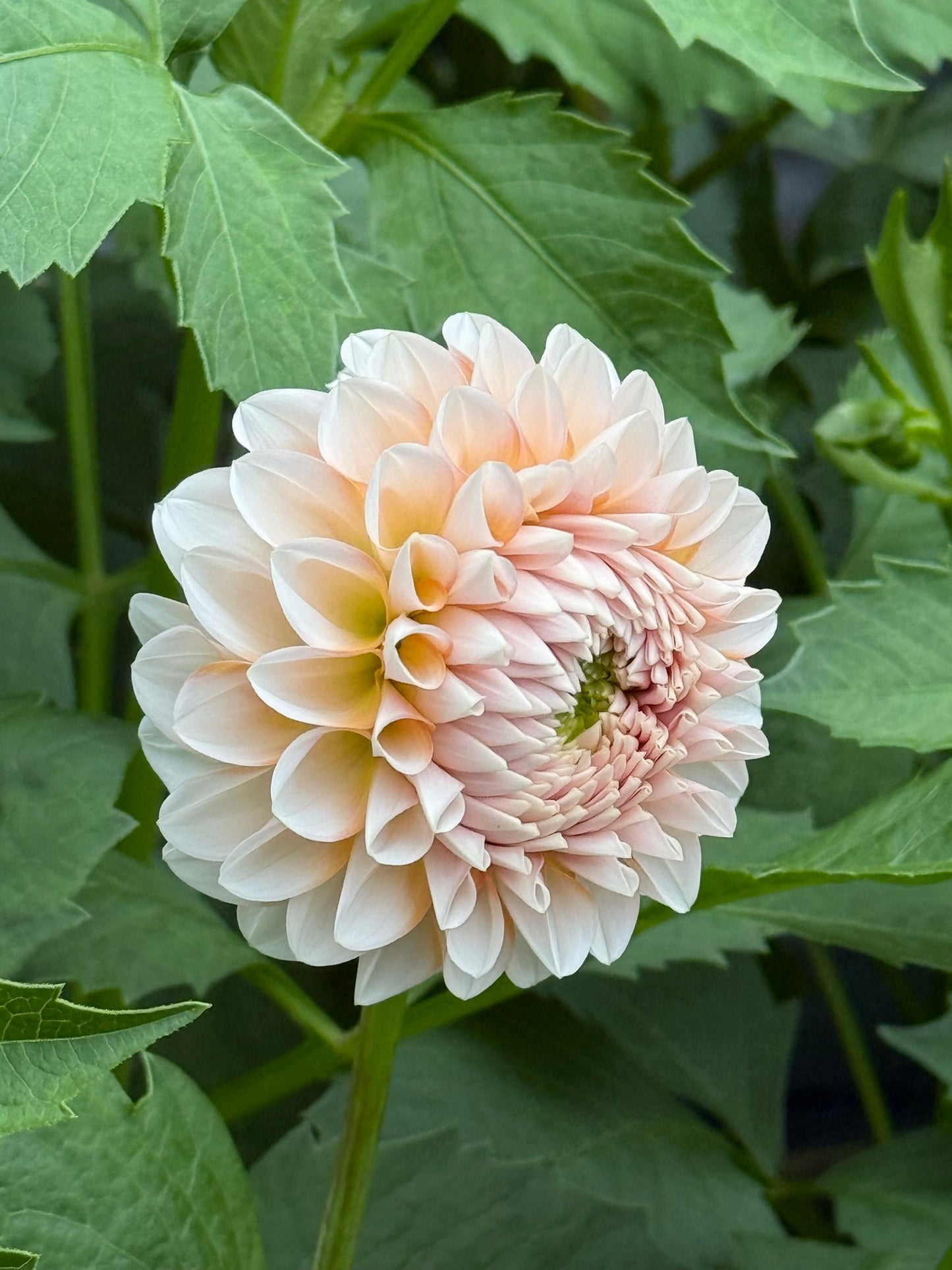 Lee's Kewpie Dahlia Tuber