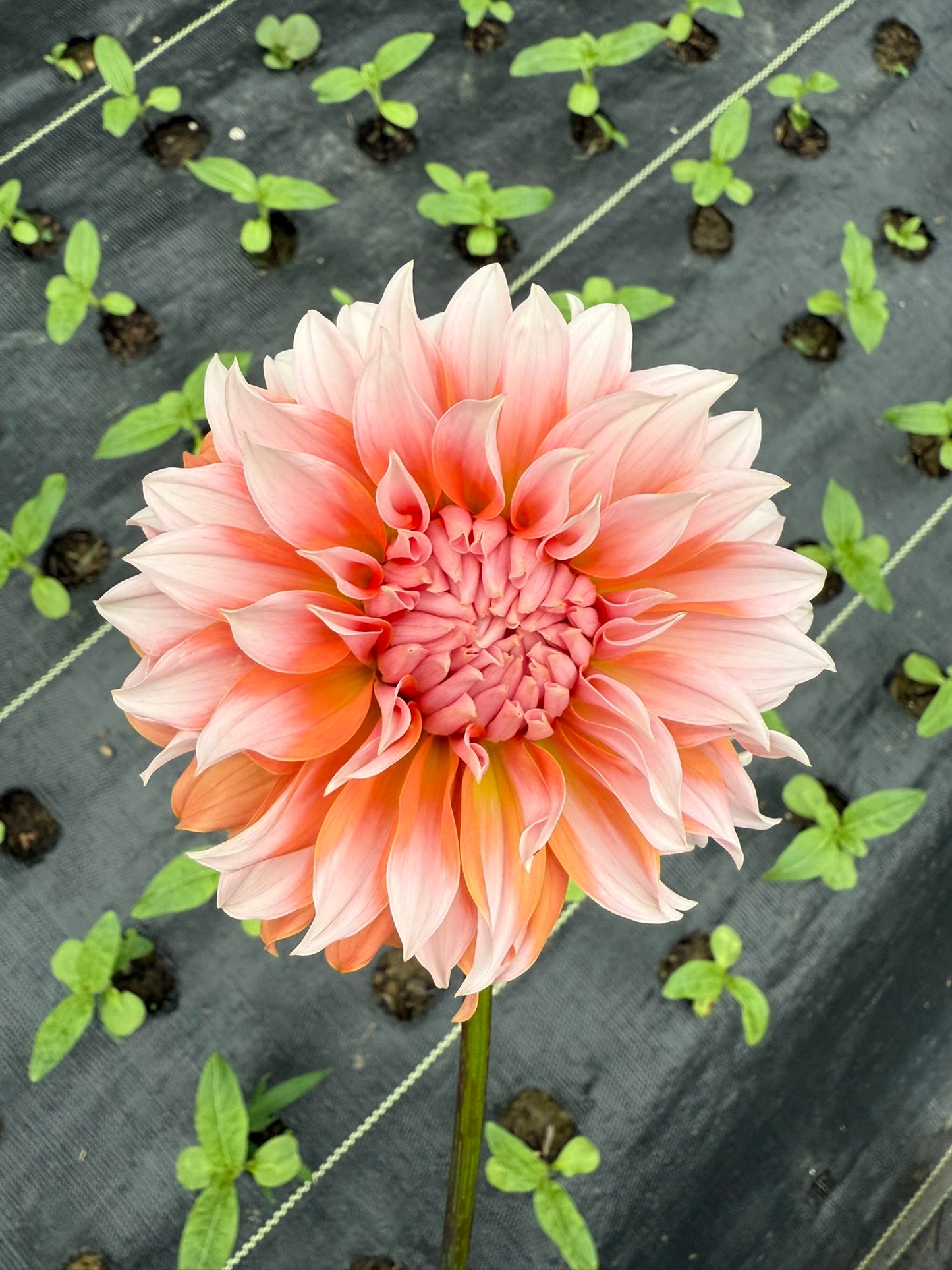 Lee's Two Step Dahlia Tuber
