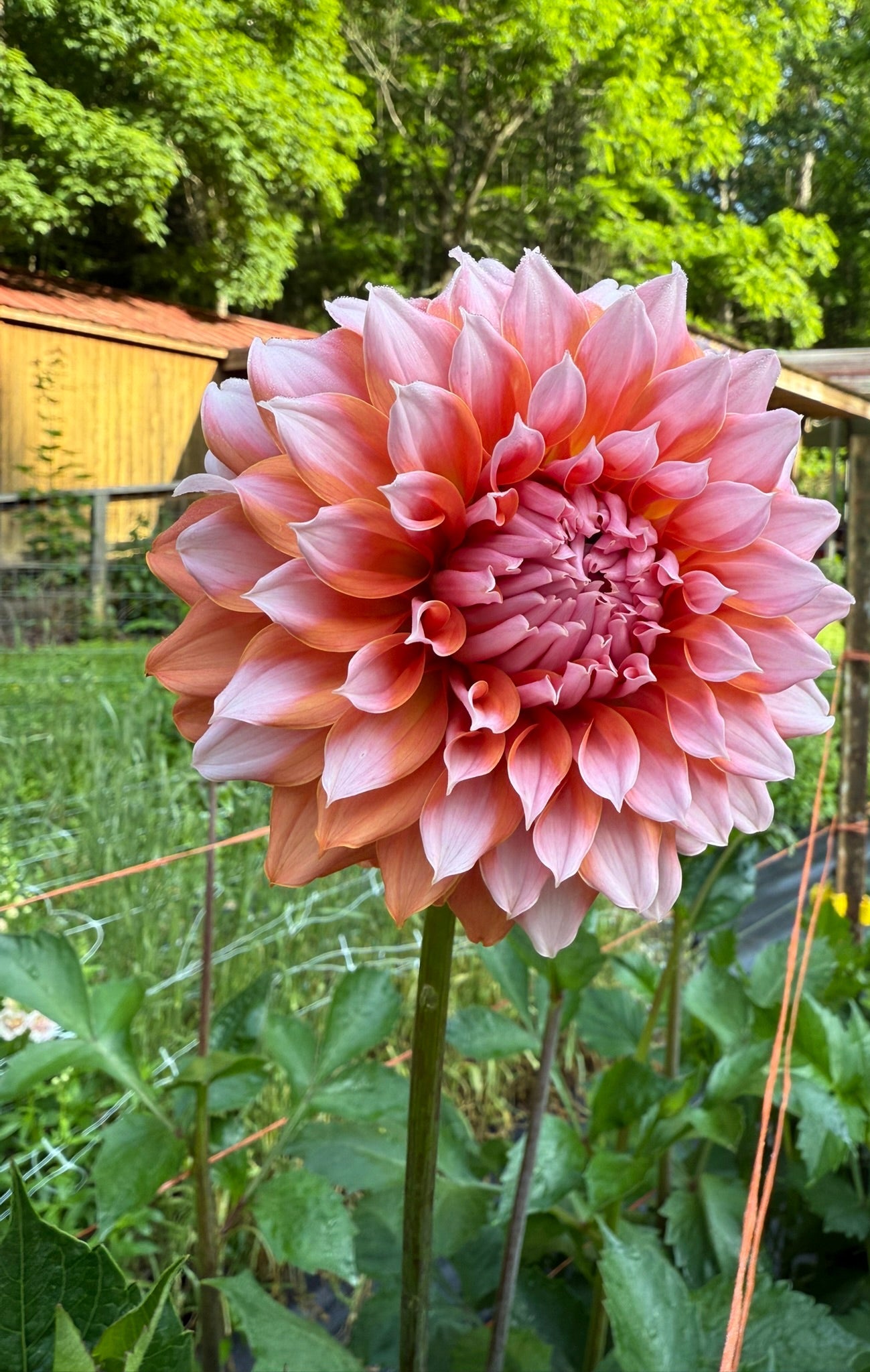 Lee's Two Step Dahlia Tuber