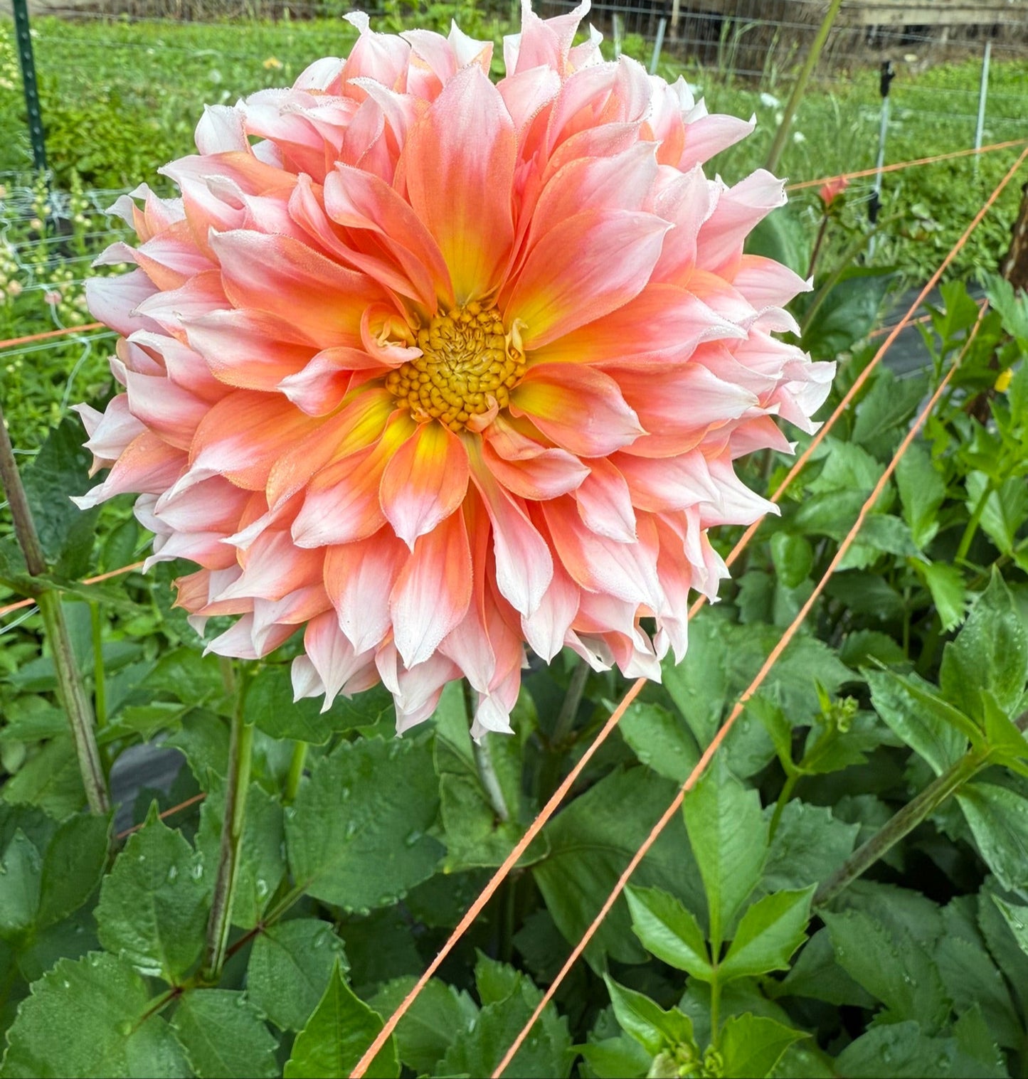 Lee's Two Step Dahlia Tuber
