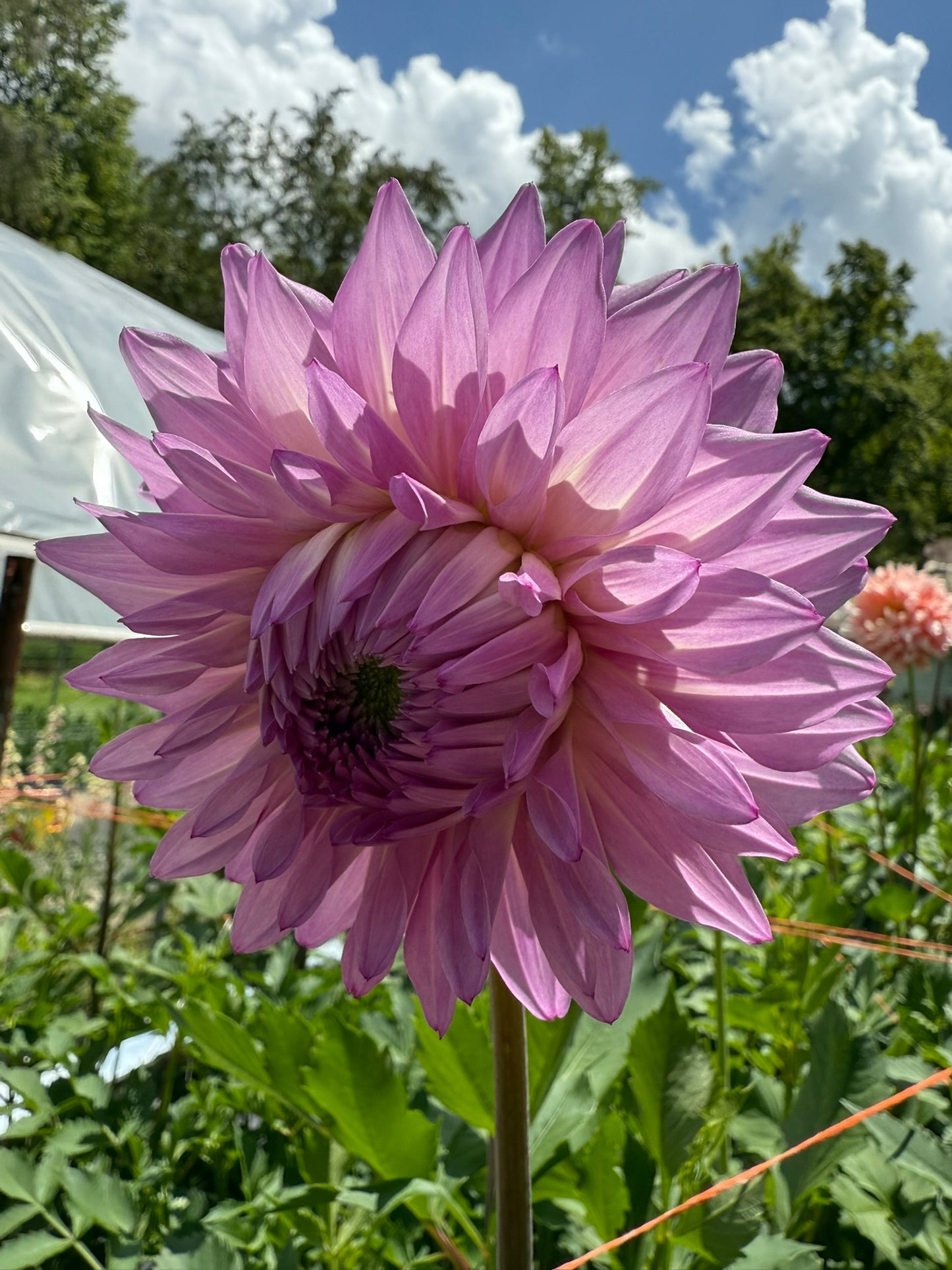 Lee's Flute Loop Lavender Dahlia Tuber