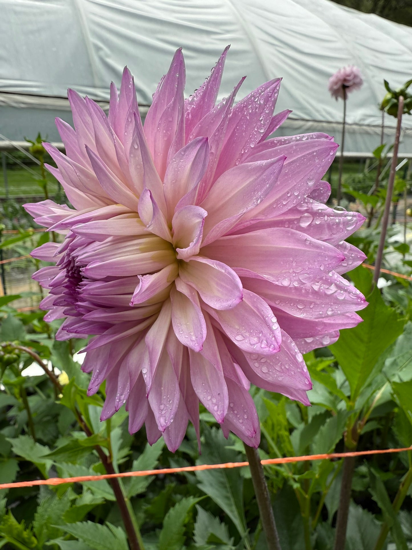Lee's Flute Loop Lavender Dahlia Tuber