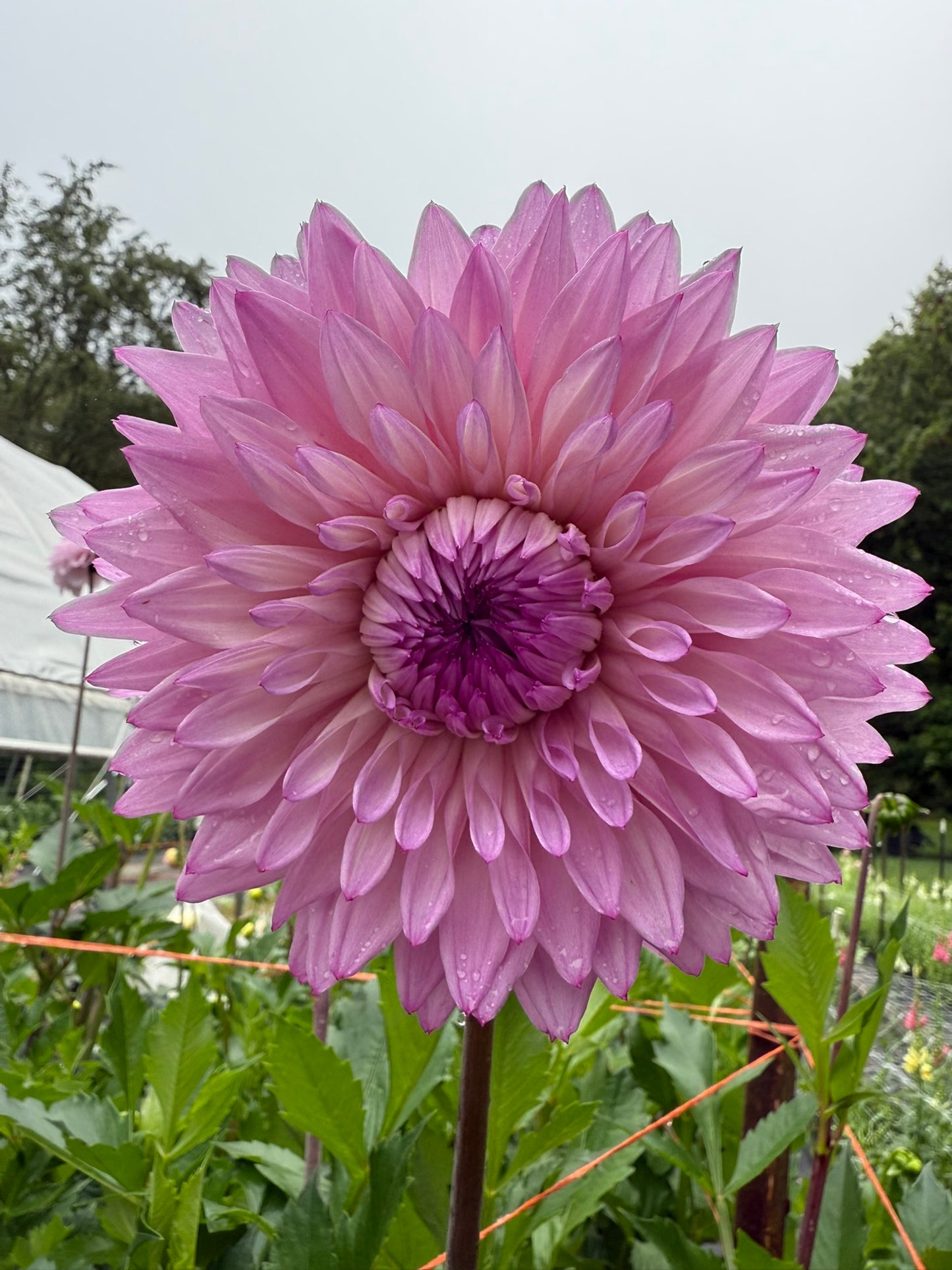Lee's Flute Loop Lavender Dahlia Tuber