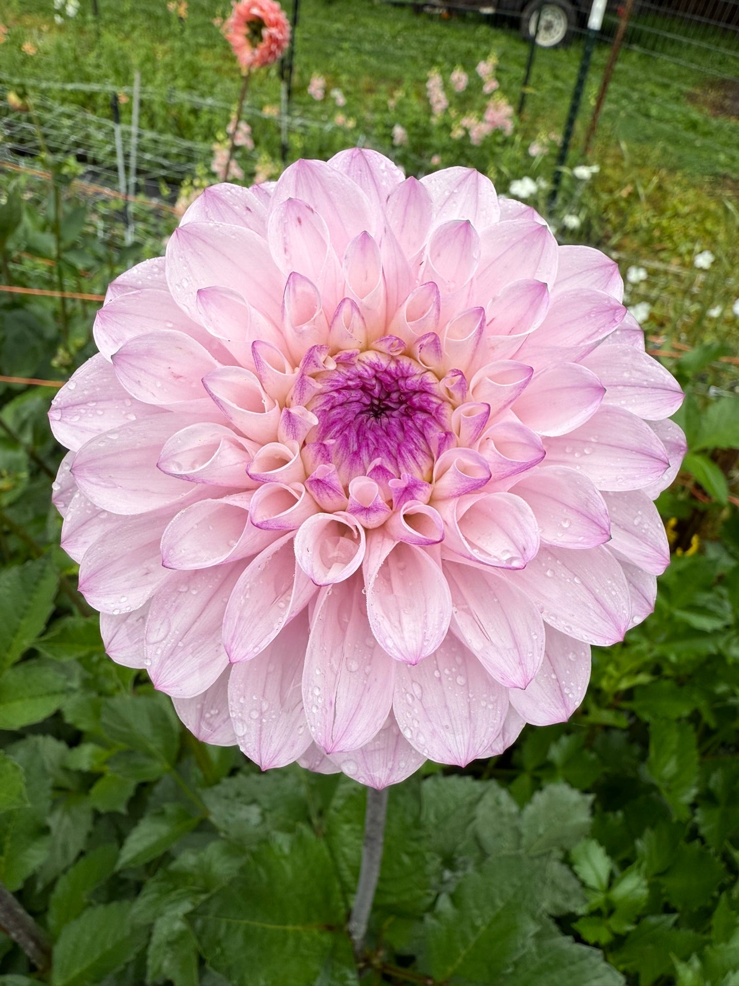 Lee's Unicorn Eye Dahlia Tuber