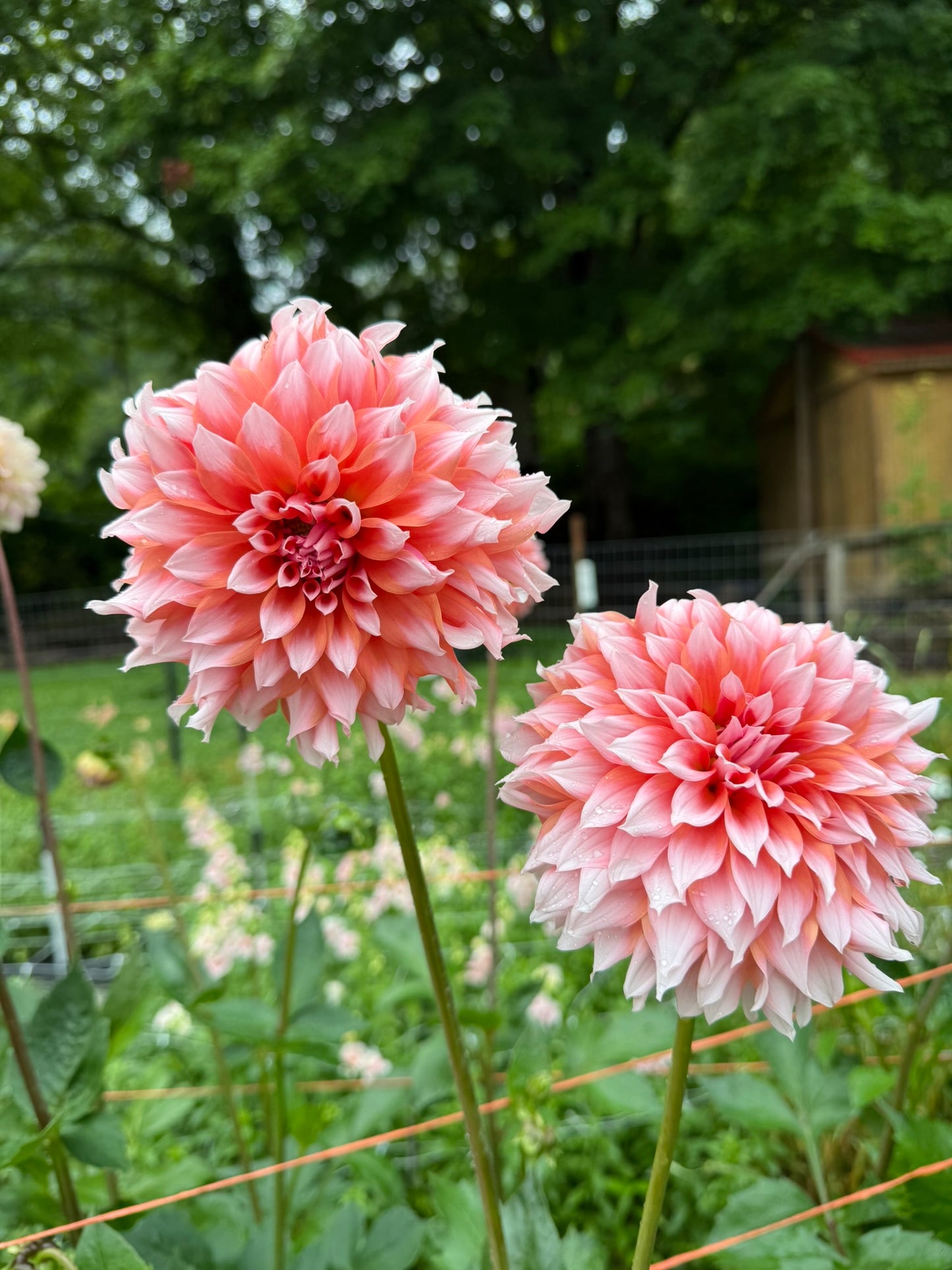Lee's Two Step Dahlia Tuber