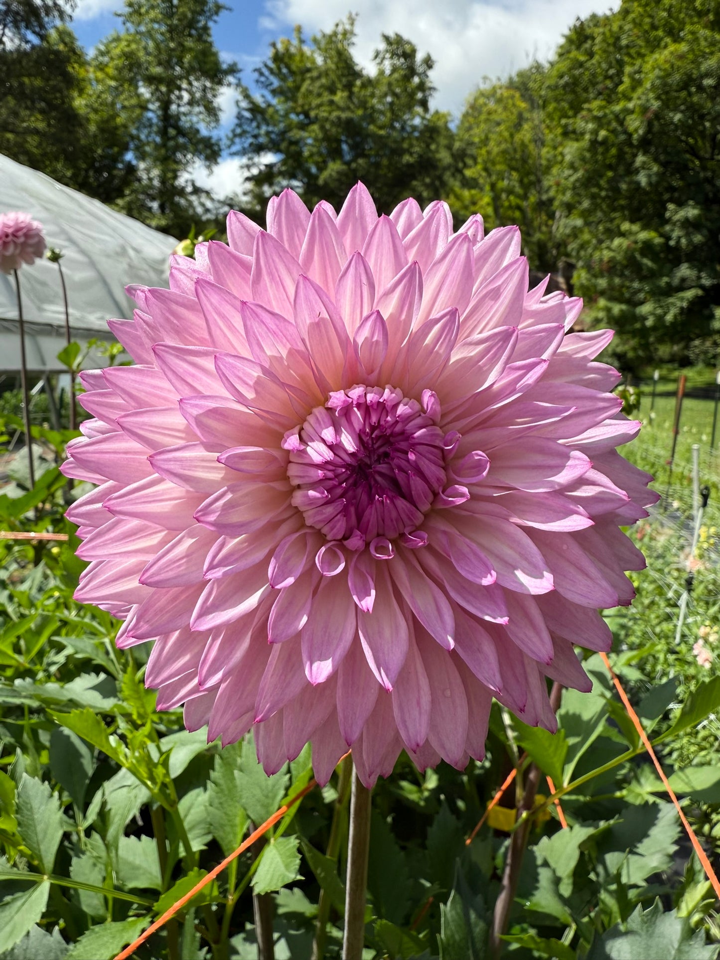 Lee's Flute Loop Lavender Dahlia Tuber