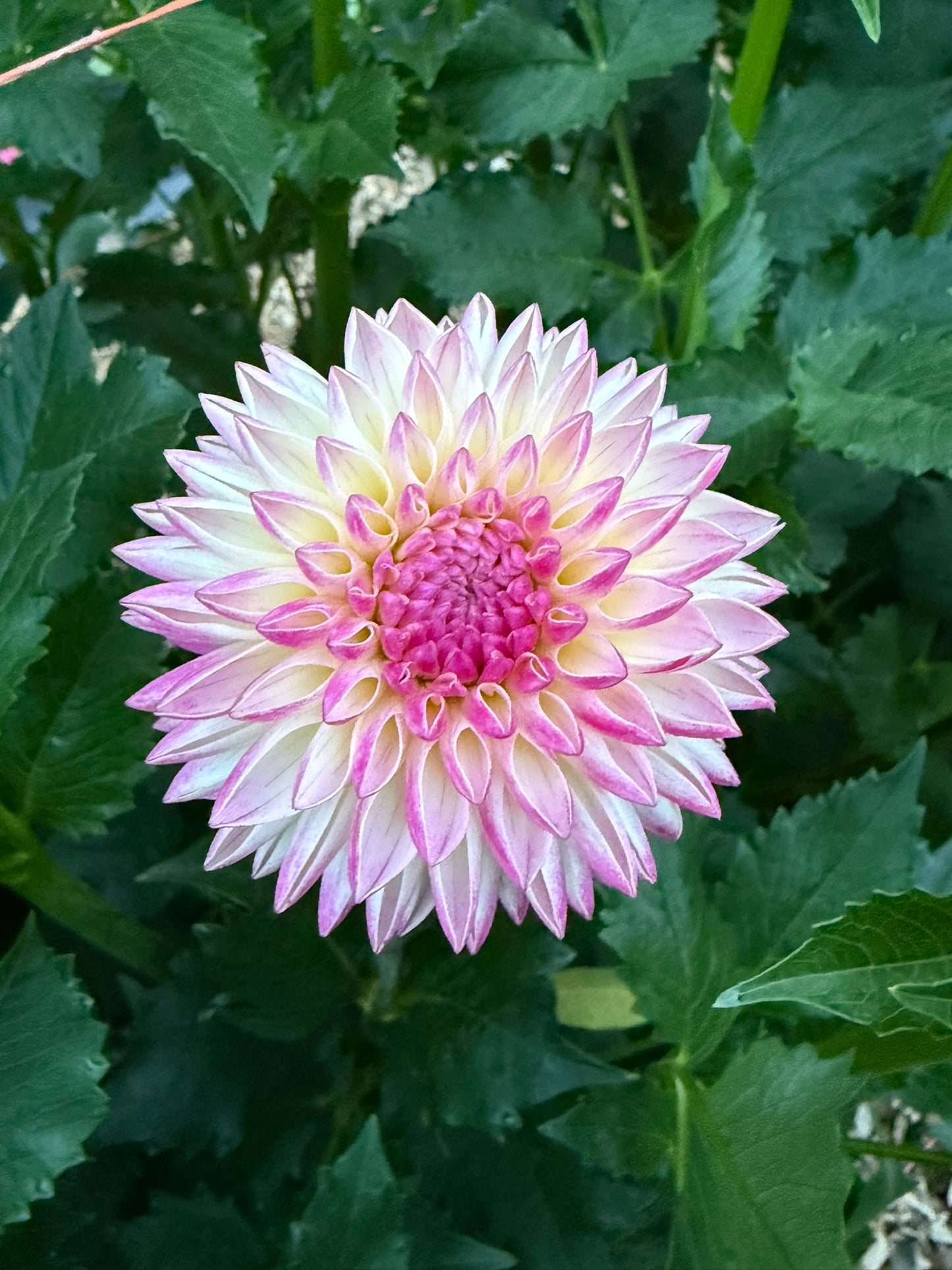 Valley Porcupine Dahlia Tuber