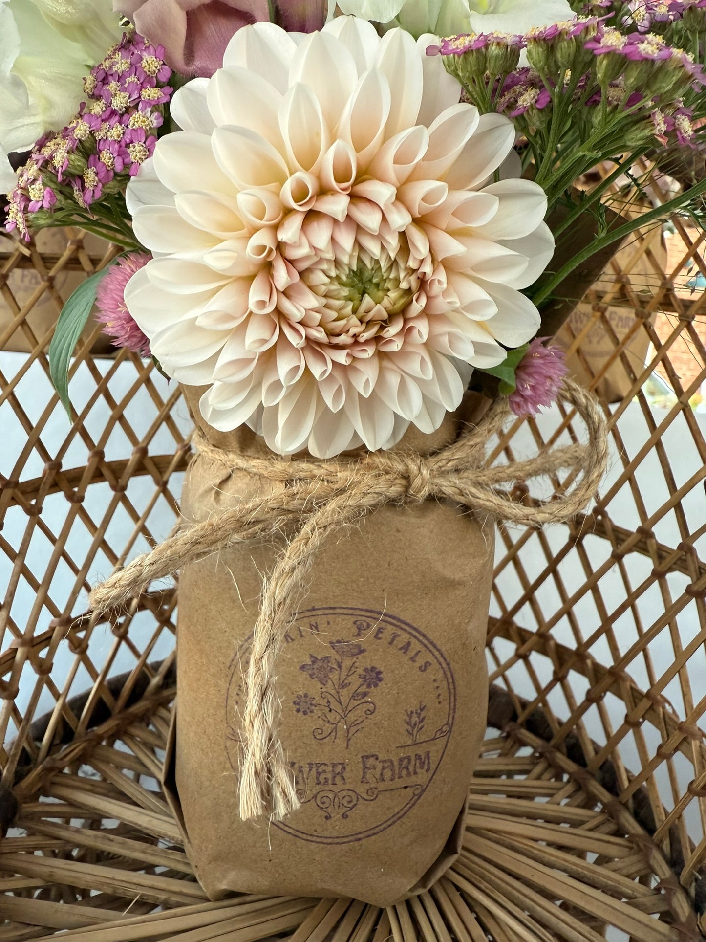 Lee's Kewpie Rooted Cutting