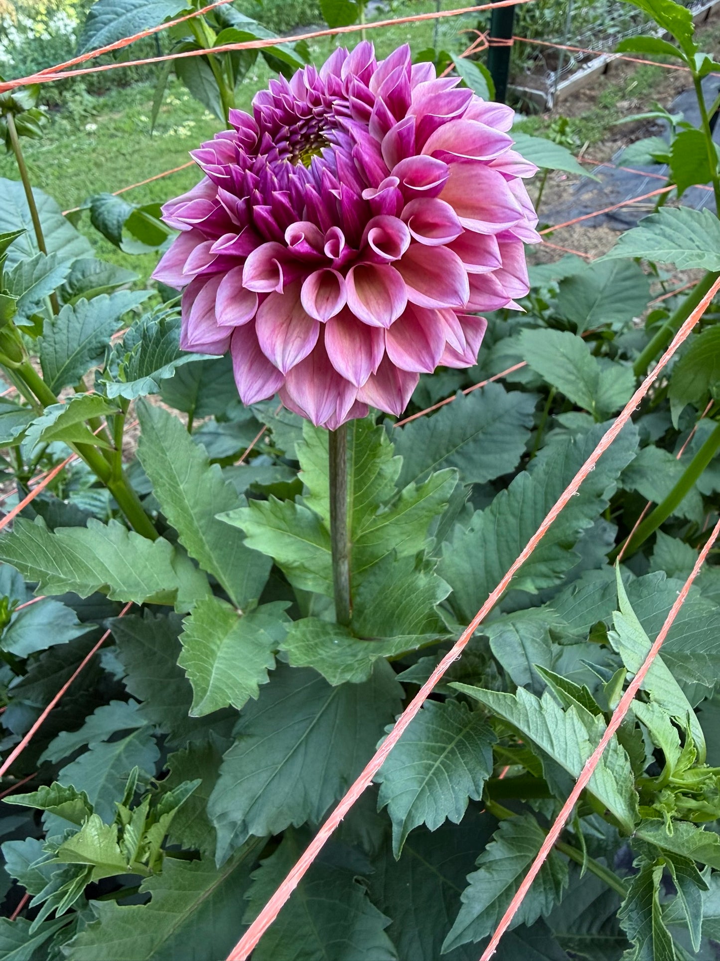 RM Berry Kiss Dahlia Tuber