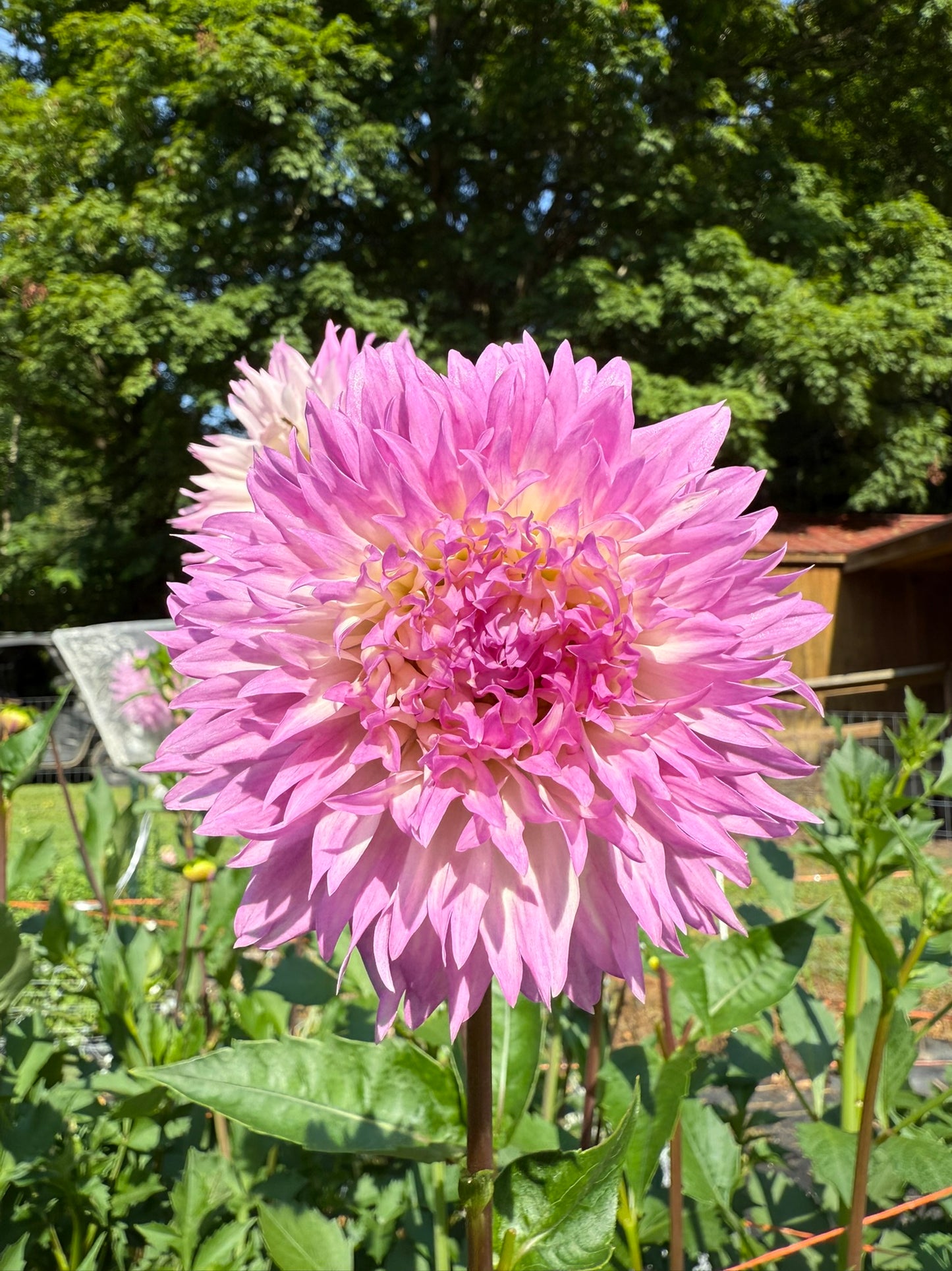 Lee's Queen Pueta Dahlia Tuber