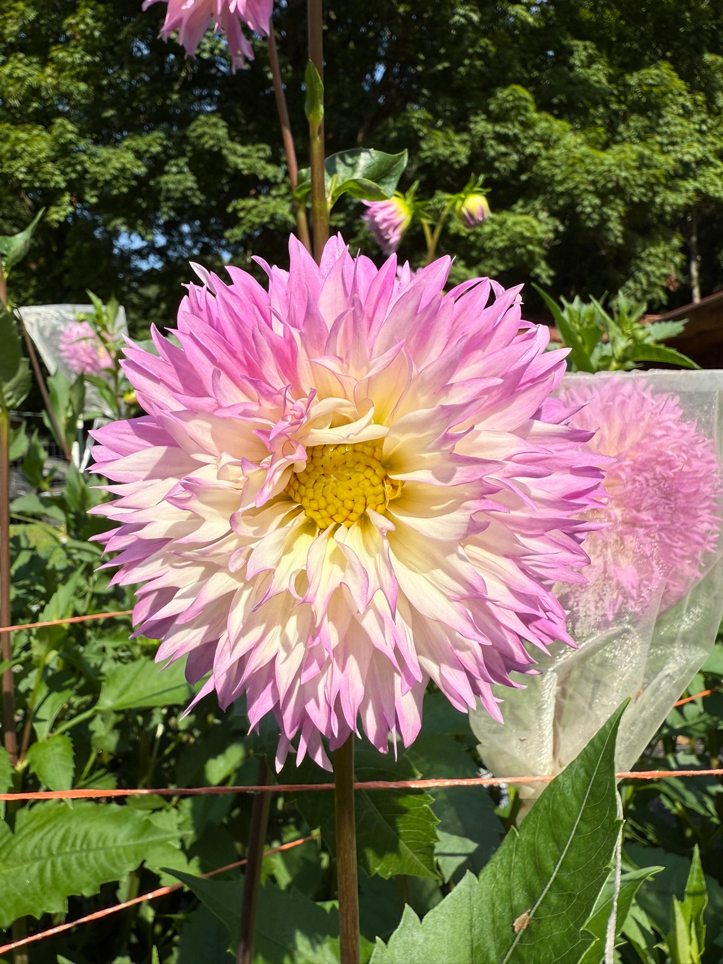 Lee's Queen Pueta Dahlia Tuber