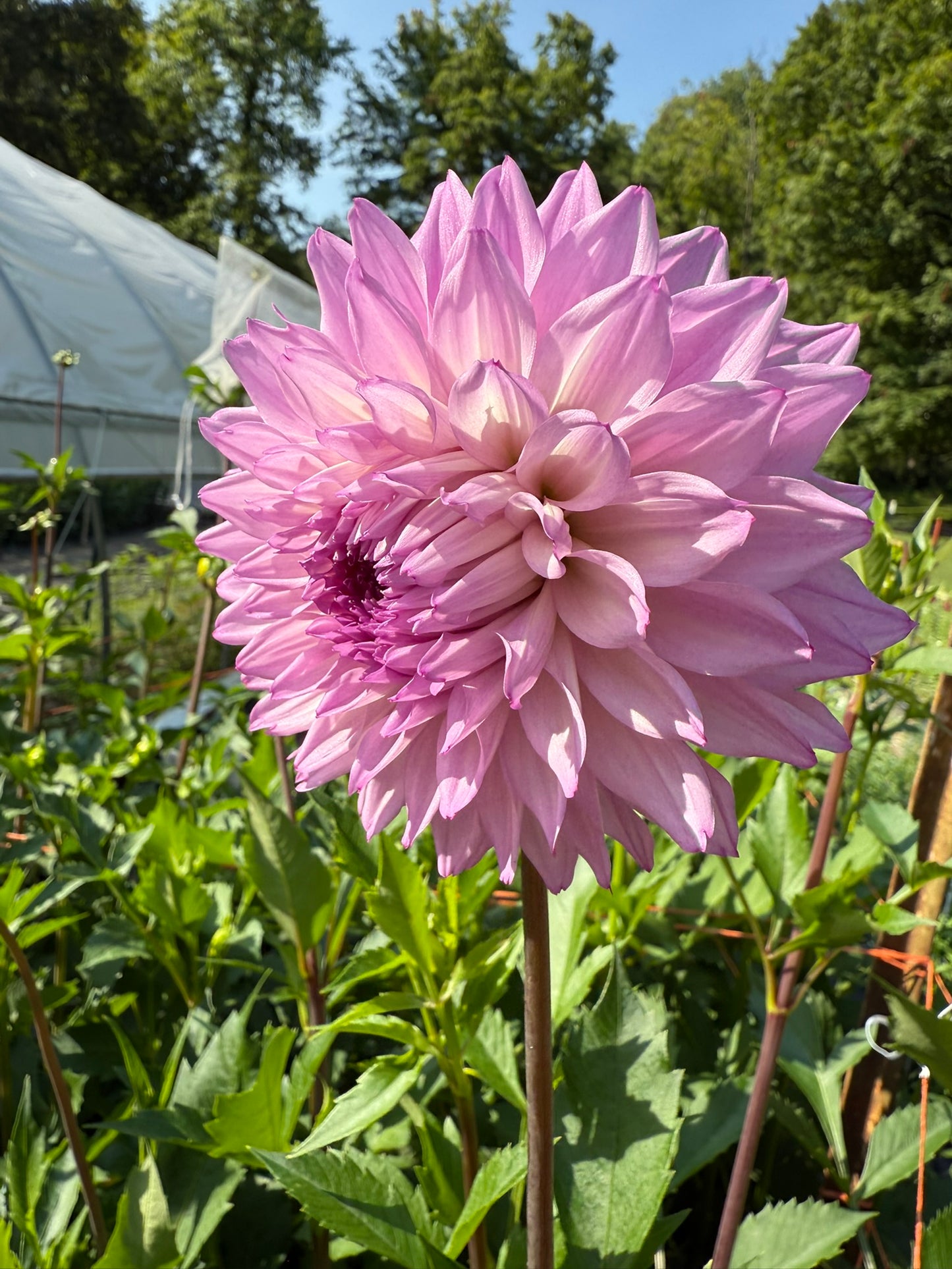 Lee's Flute Loop Lavender Dahlia Tuber