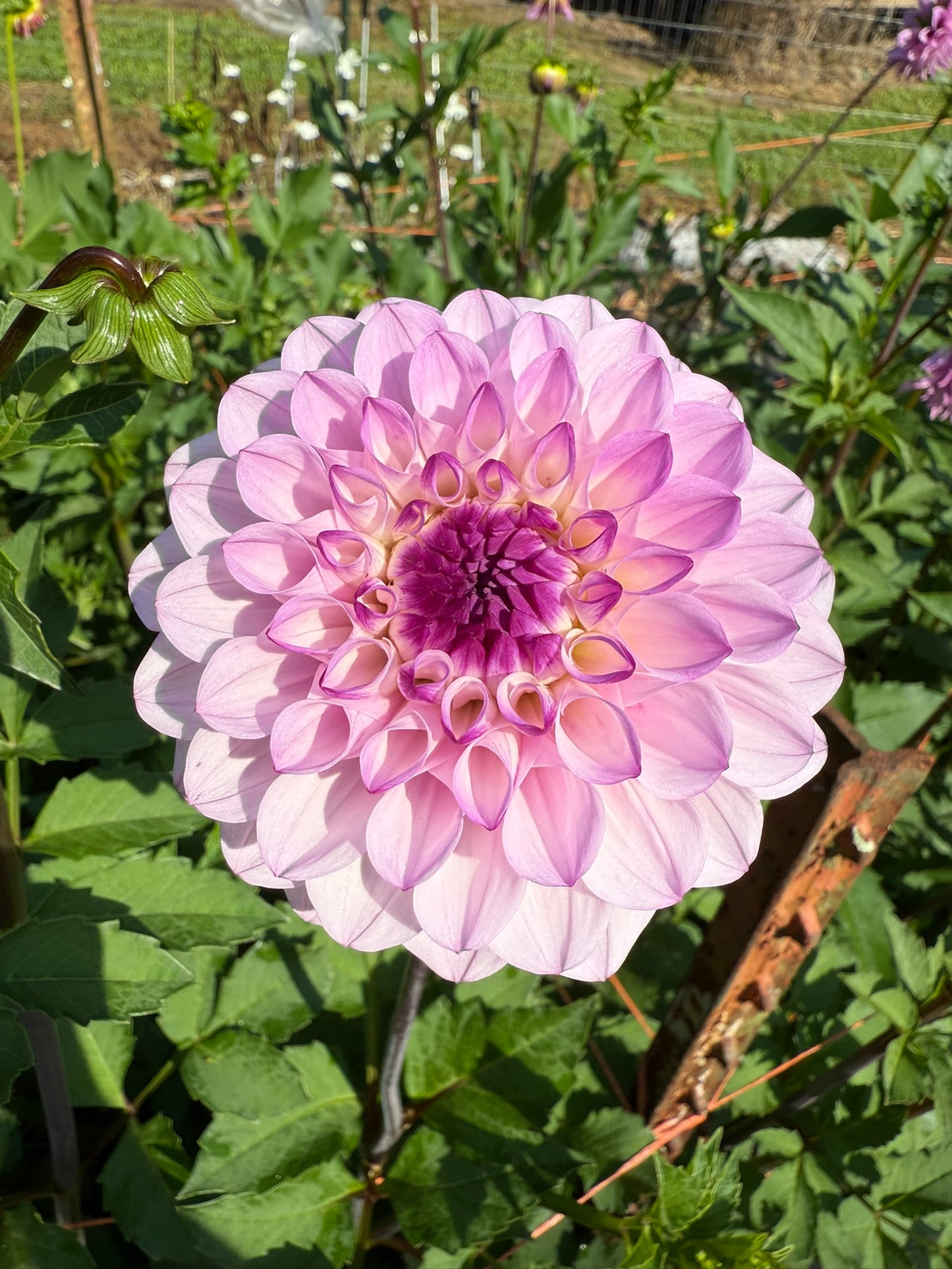 Lee's Unicorn Eye Dahlia Tuber