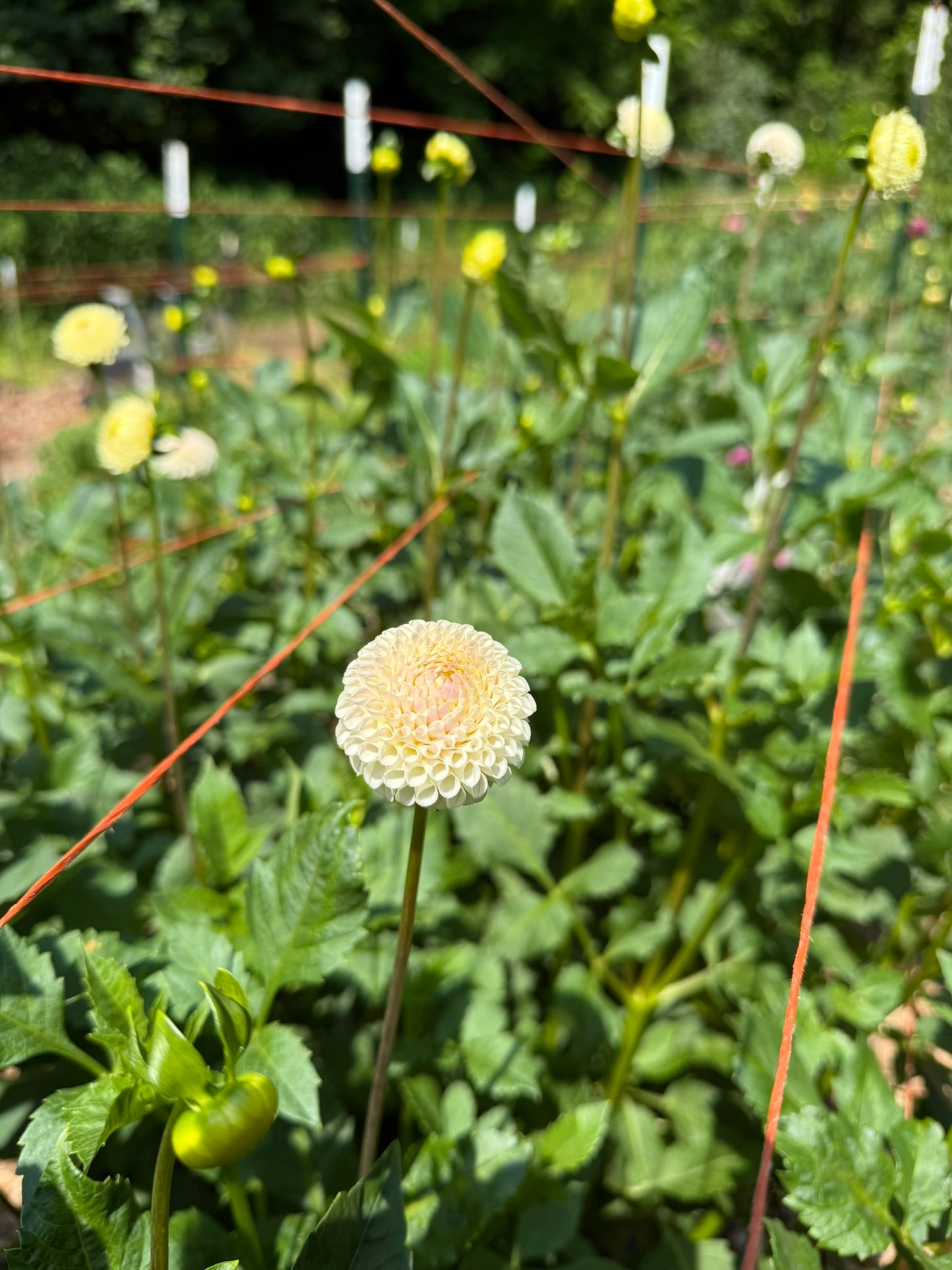 Bowen Dahlia Tuber