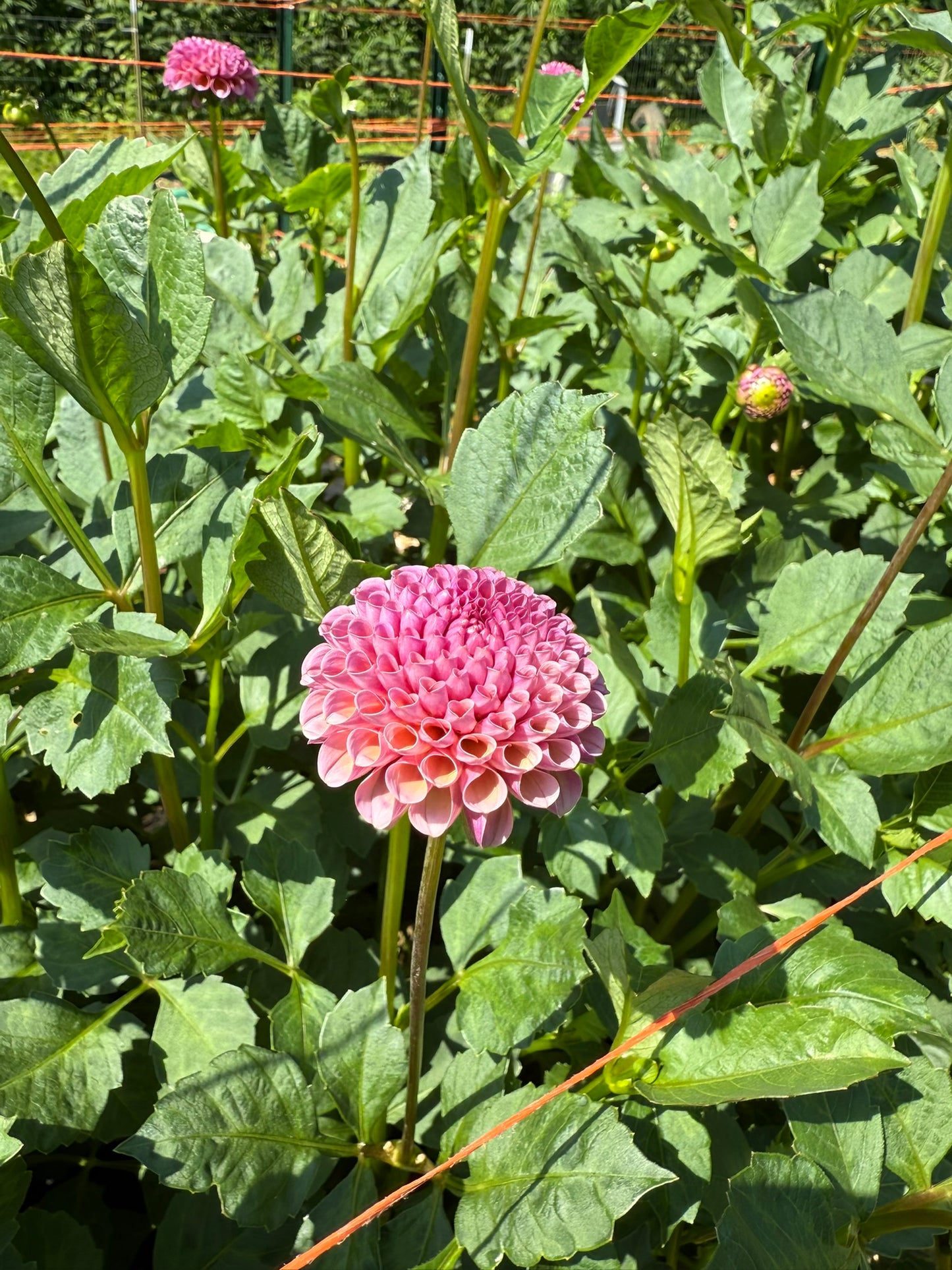Koko Puff Dahlia Tuber