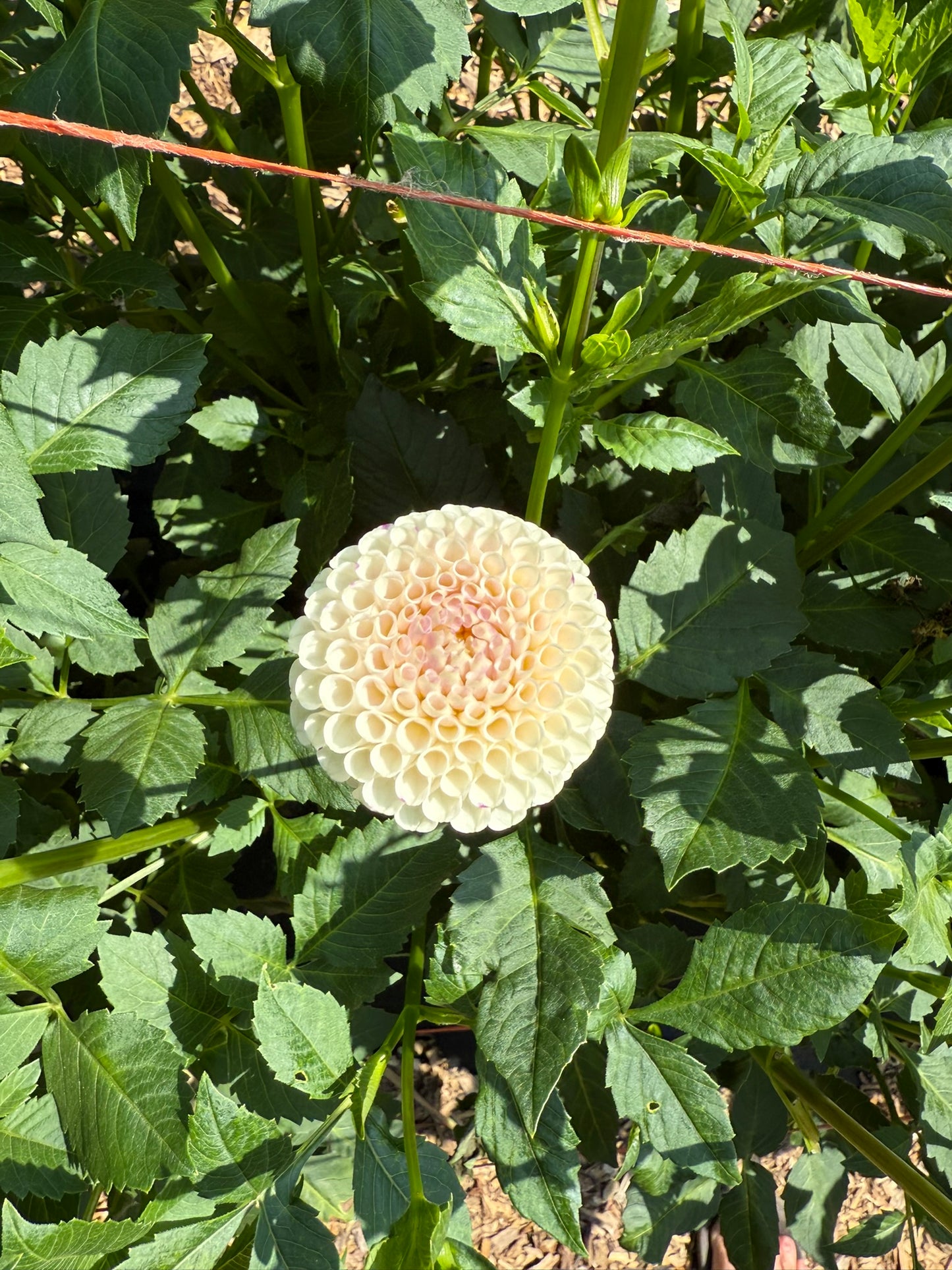Bowen Dahlia Tuber