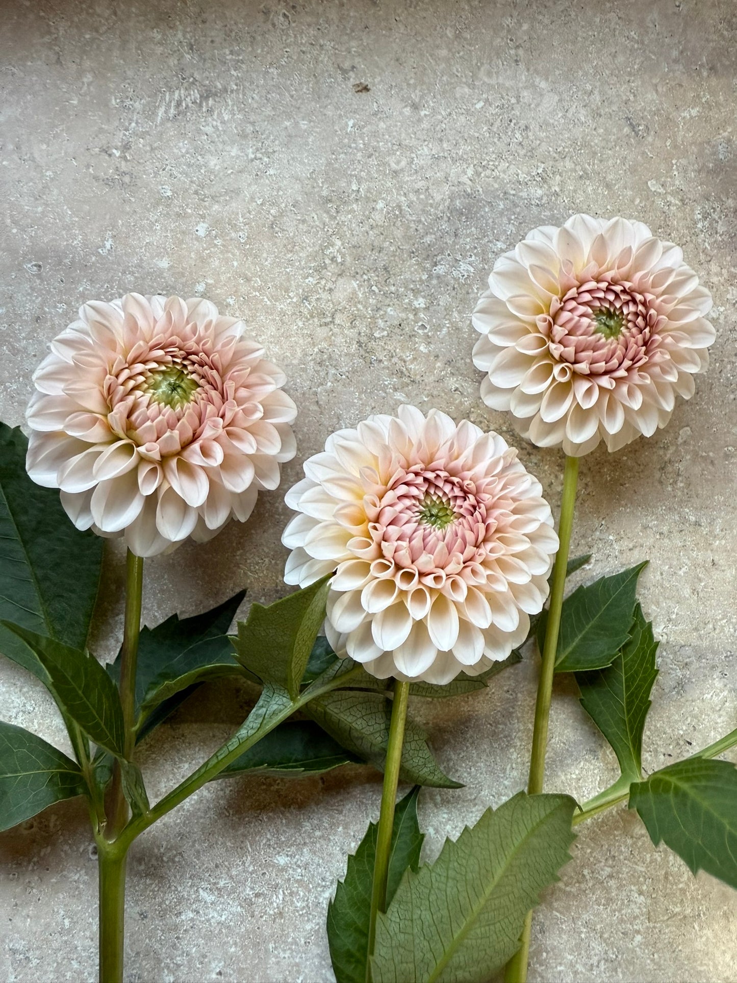 Lee's Kewpie Dahlia Tuber