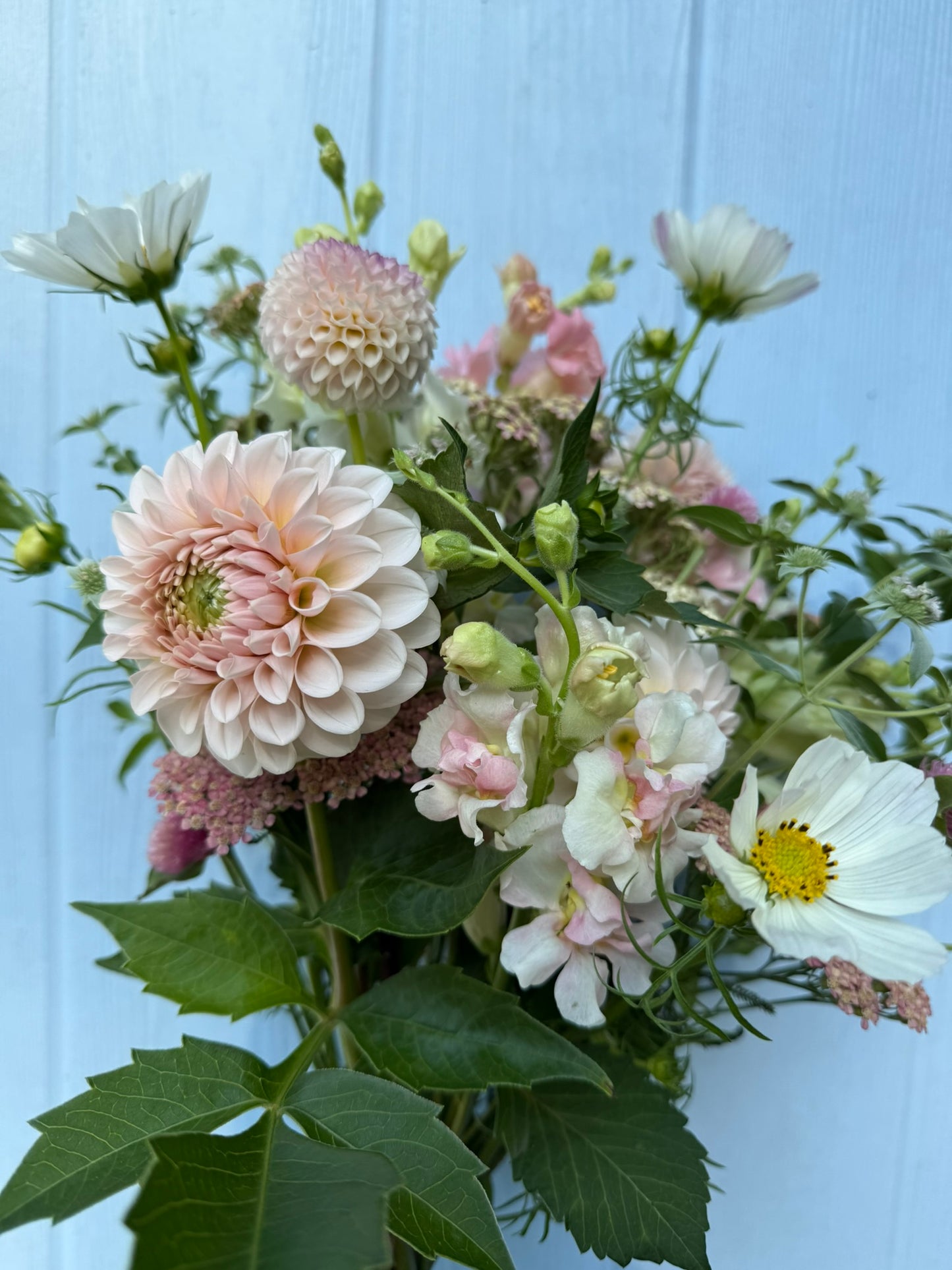 Lee's Kewpie Dahlia Tuber