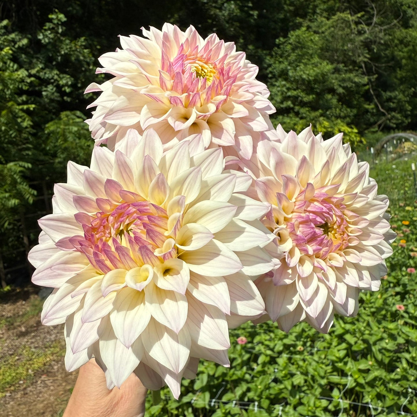 Bloomquist Compare Dahlia Tuber