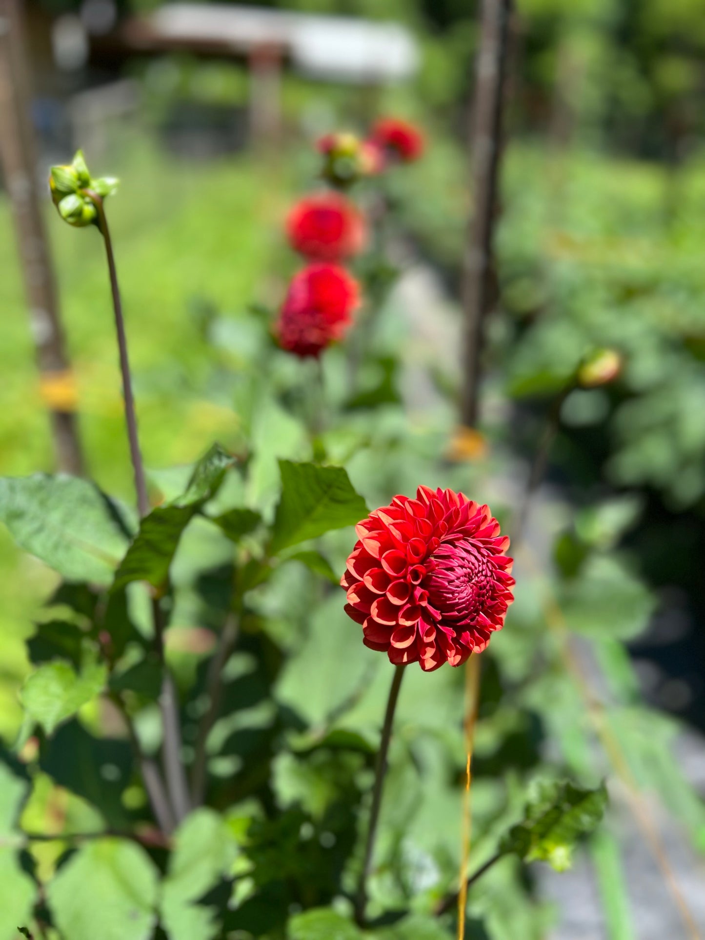 Brown Sugar Dahlia Tubers Bulk Lot of 5