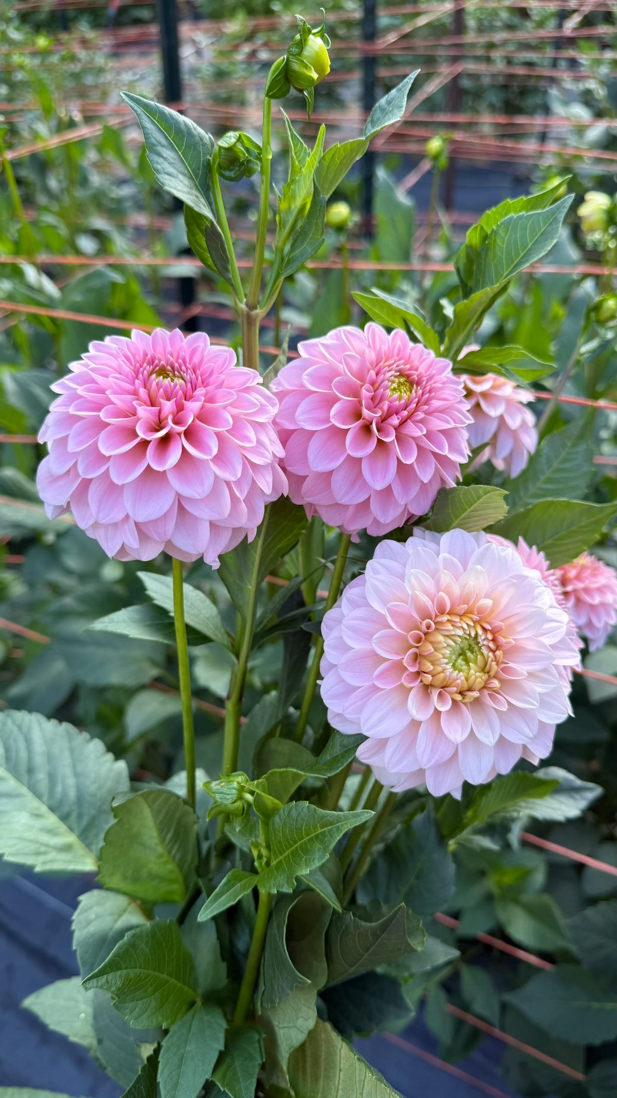 RM Parfait Dahlia Tuber