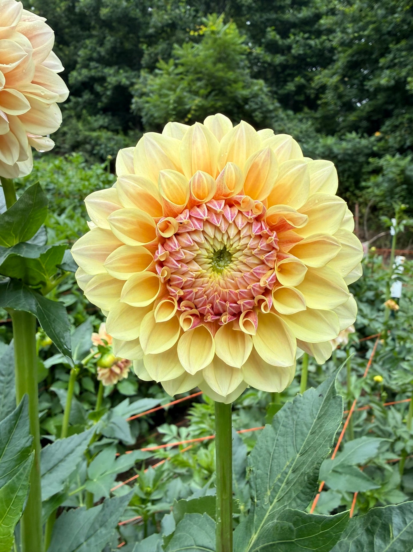 LTF Lemon Blush Dahlia Tuber