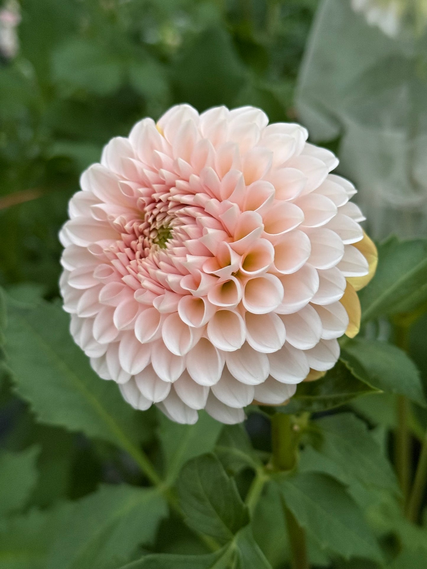Lee's Kewpie Dahlia Tuber
