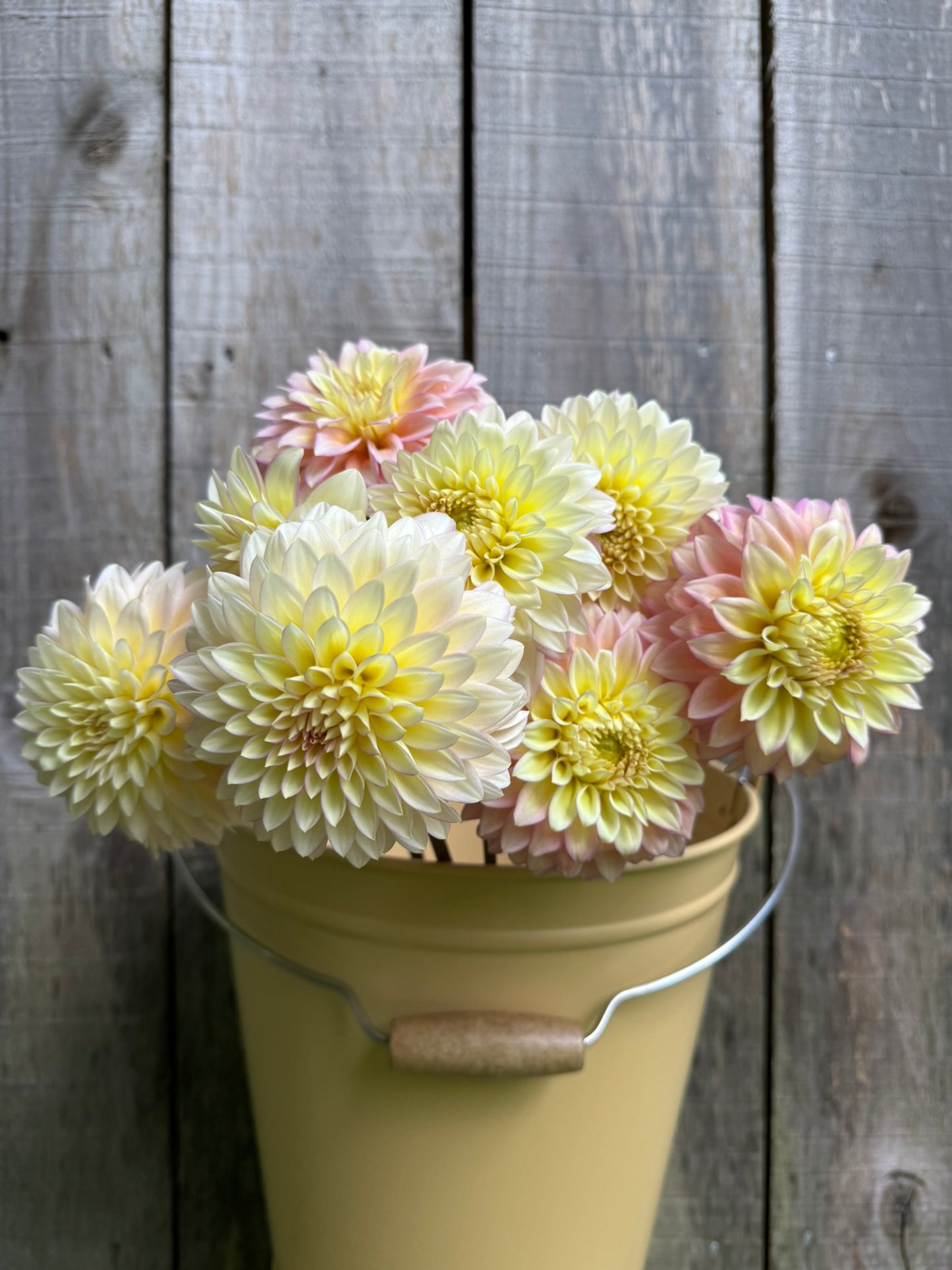 Bloomquist Blush Dahlia Tuber