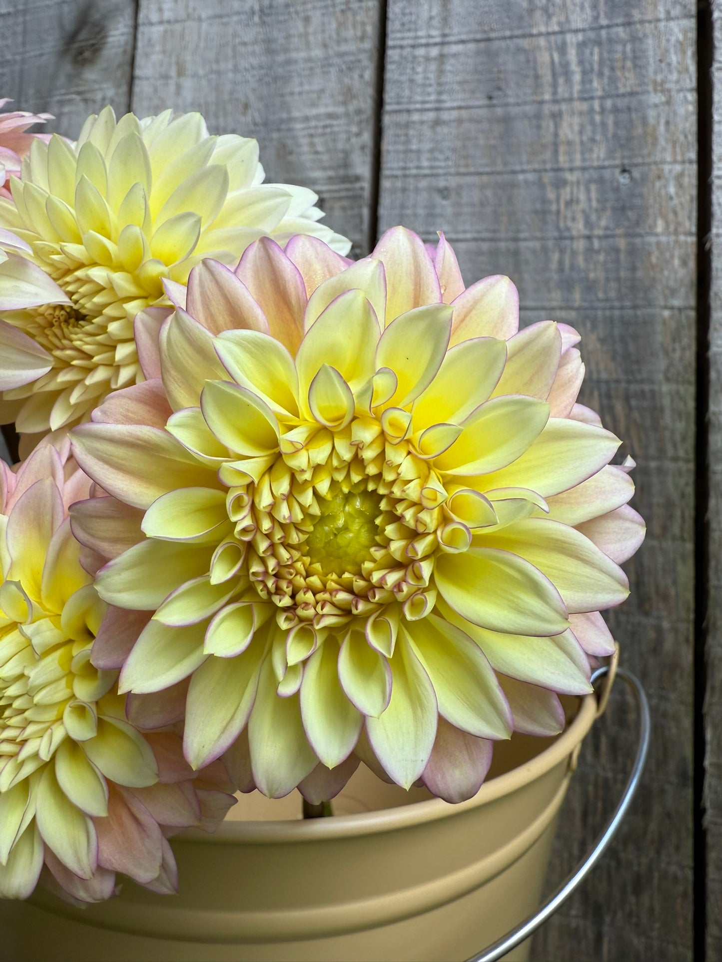 Bloomquist Blush Dahlia Tuber