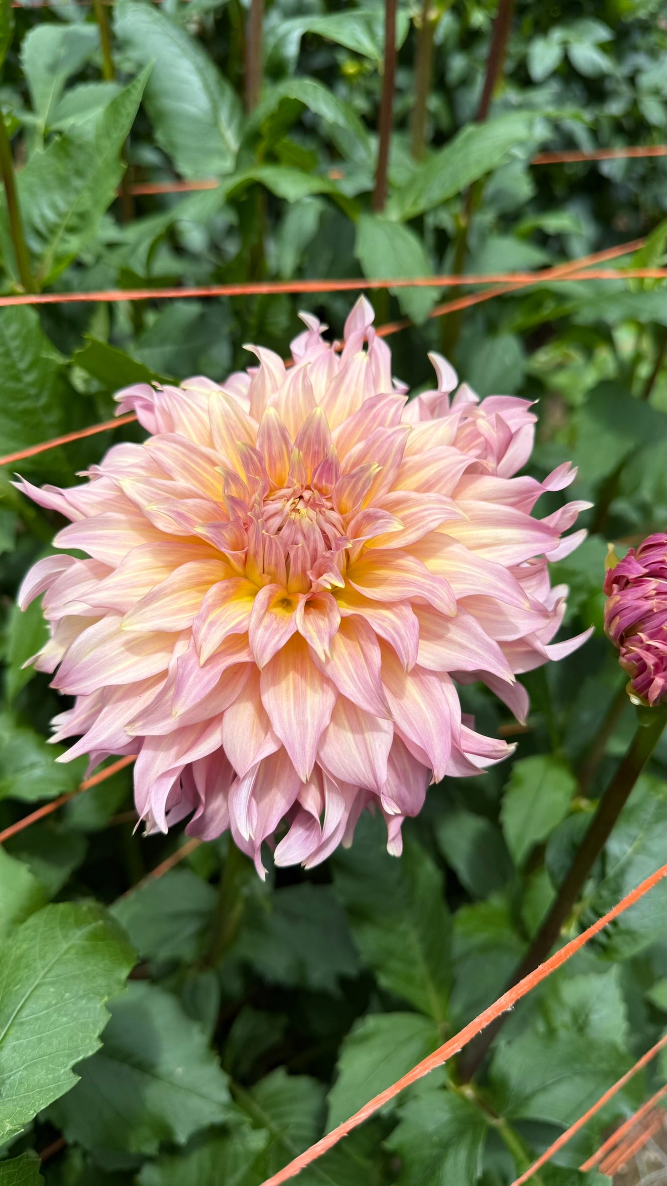 Summer Rain Dahlia Tuber