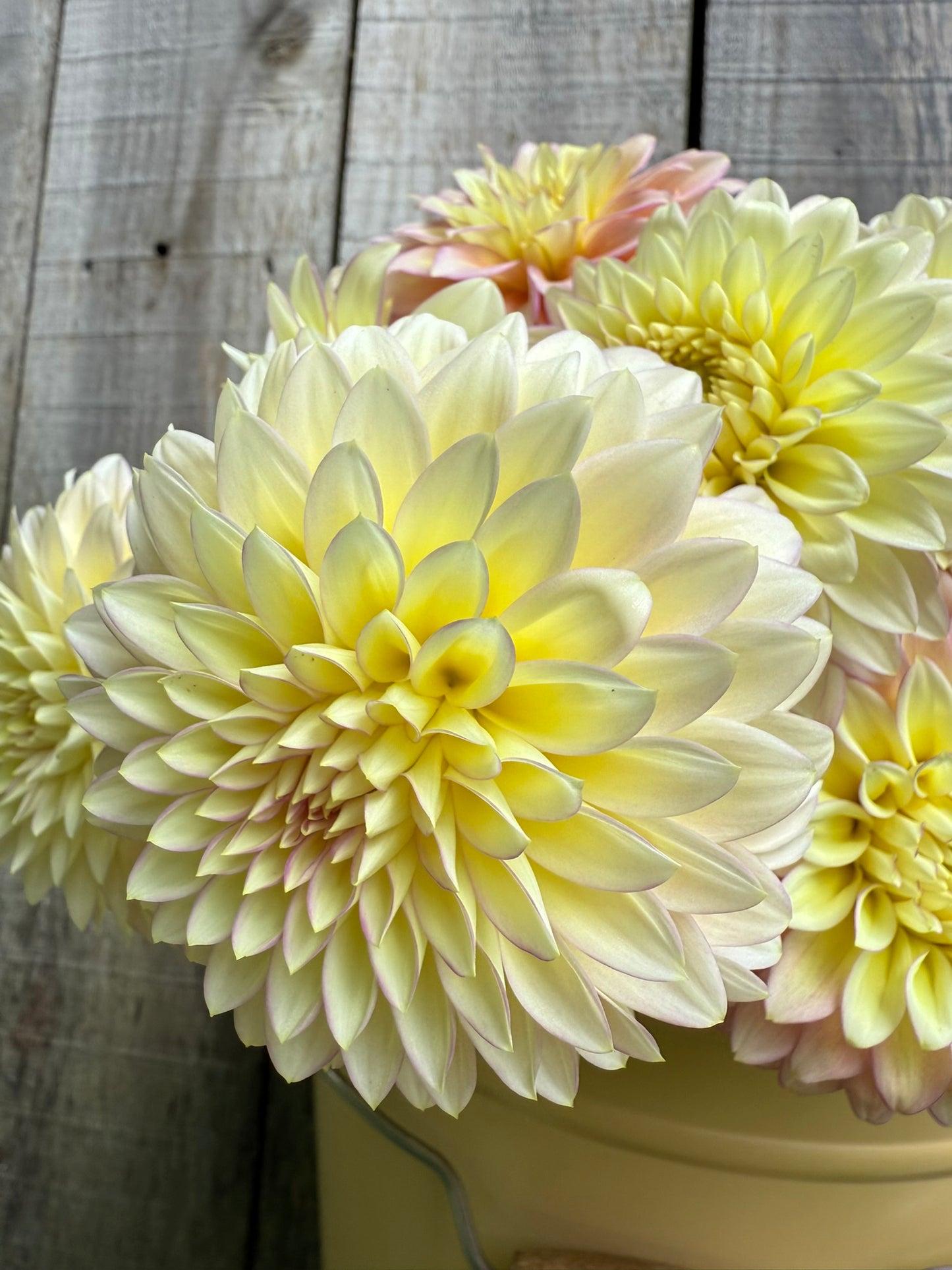 Bloomquist Blush Dahlia Tuber