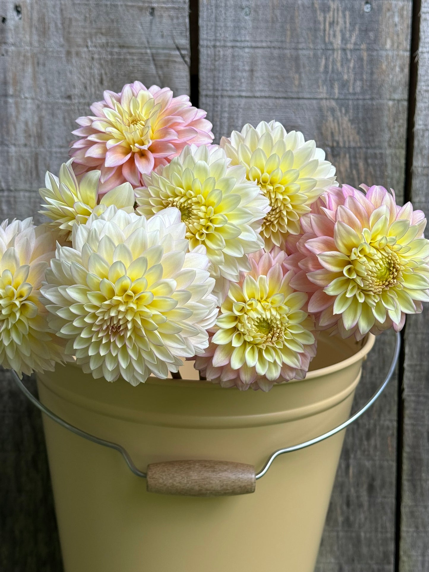 Bloomquist Blush Dahlia Tuber