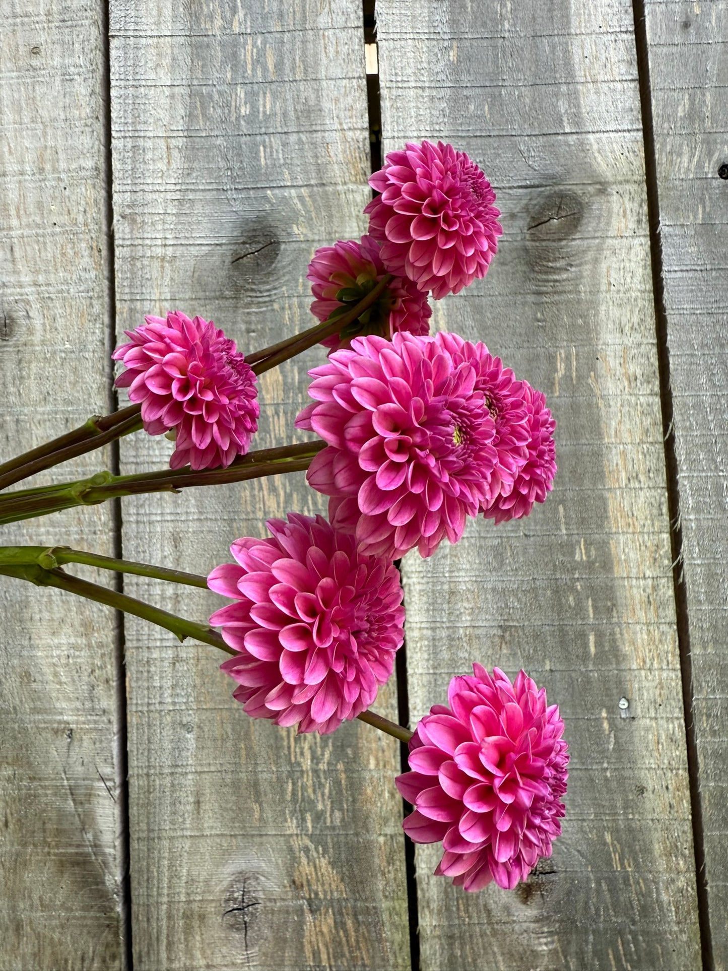 Rebecca Lynn Dahlia Tuber