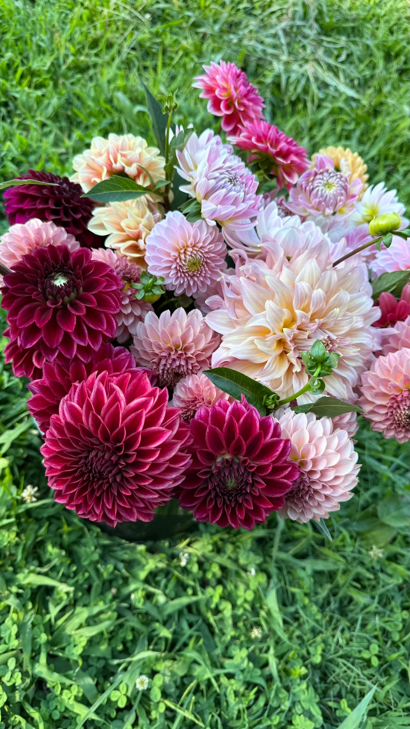 RM Dragon's Blood Dahlia Tuber