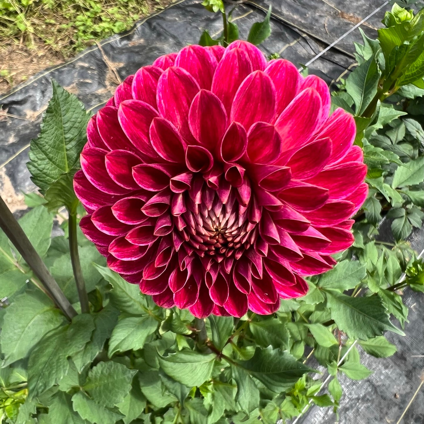 KA's® Rosie Jo Dalia Tuber